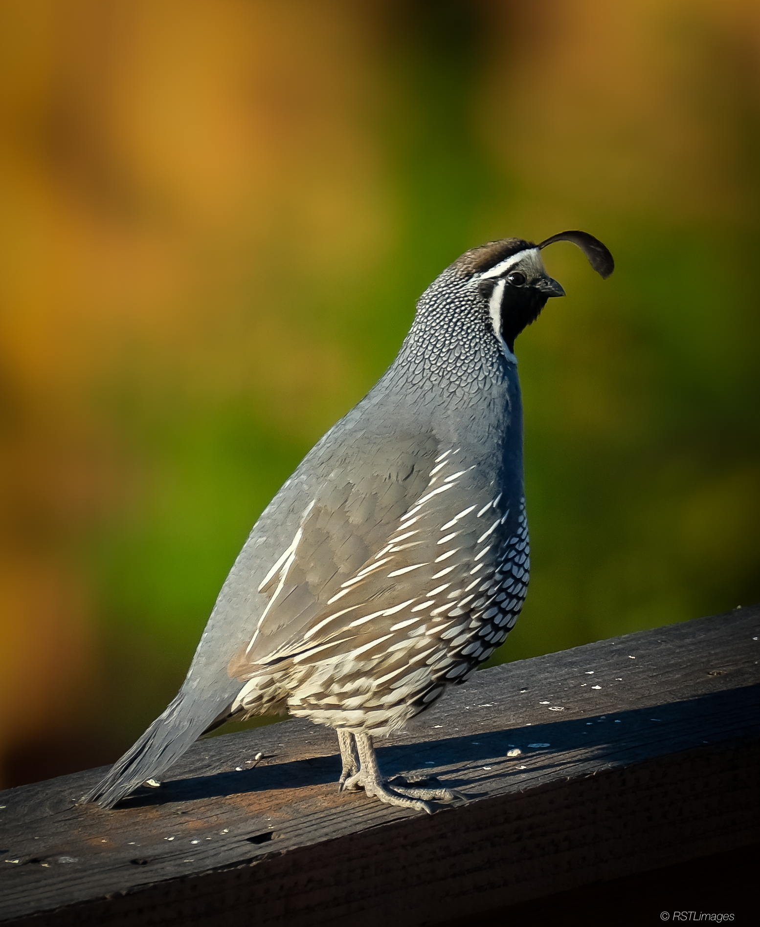 Morning Visitor