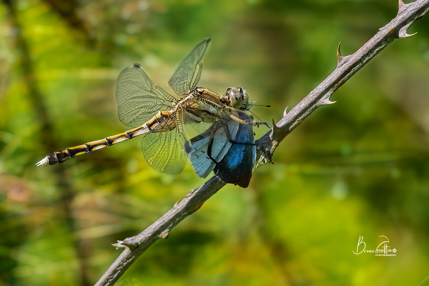Orthetrum albistylum