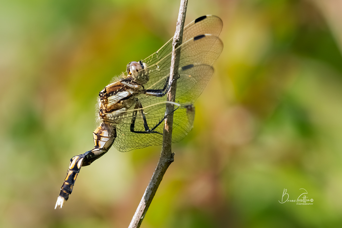 Orthetrum albistylum