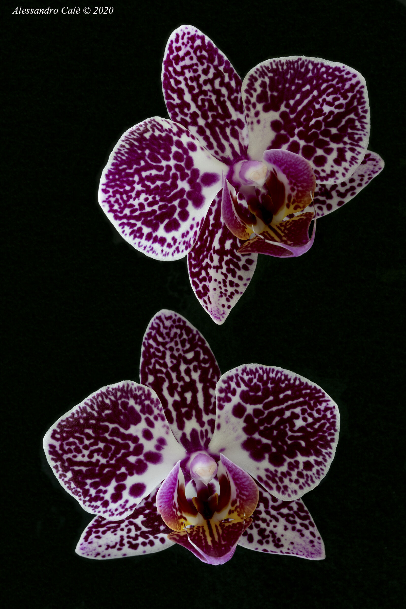 Orchidea 8158