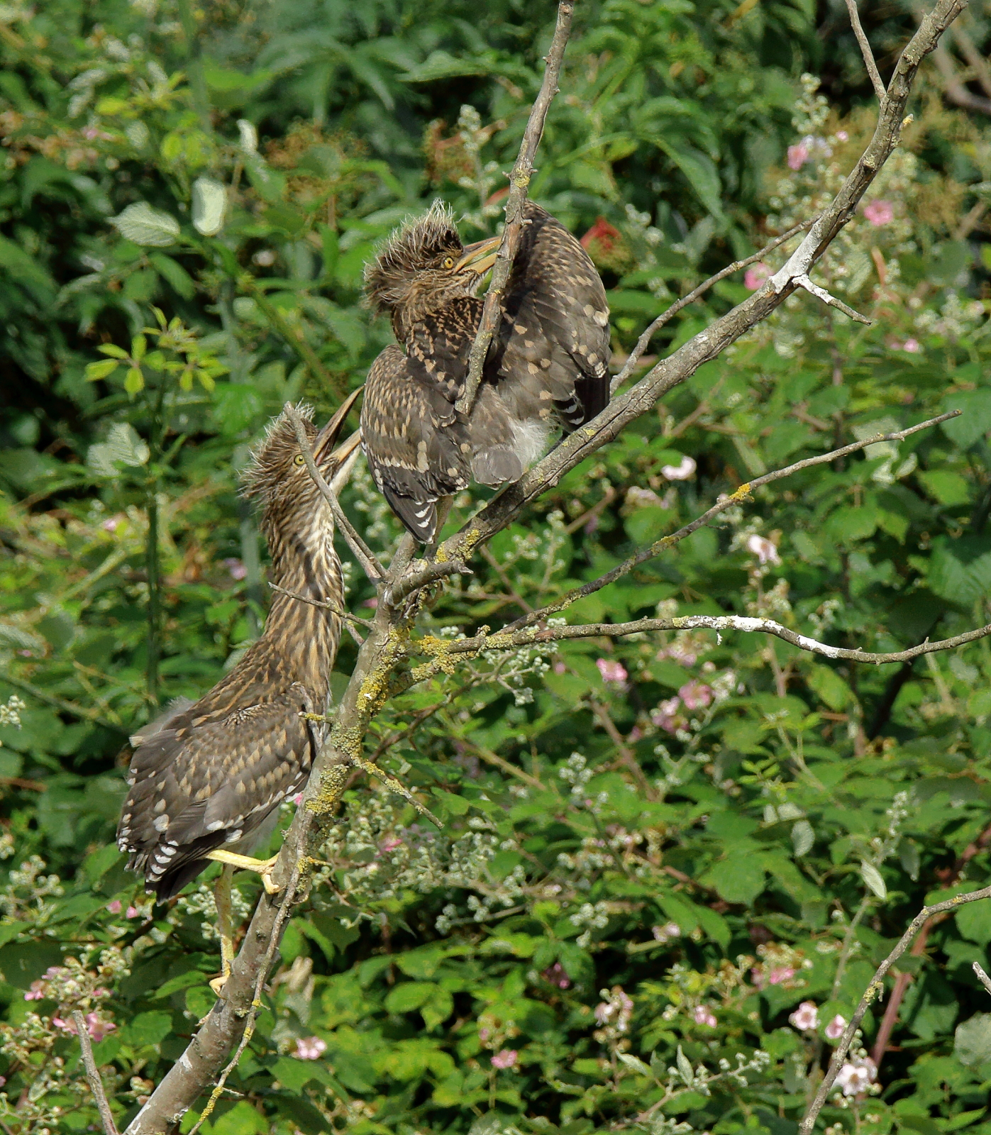 nitticore fratelli indigesti