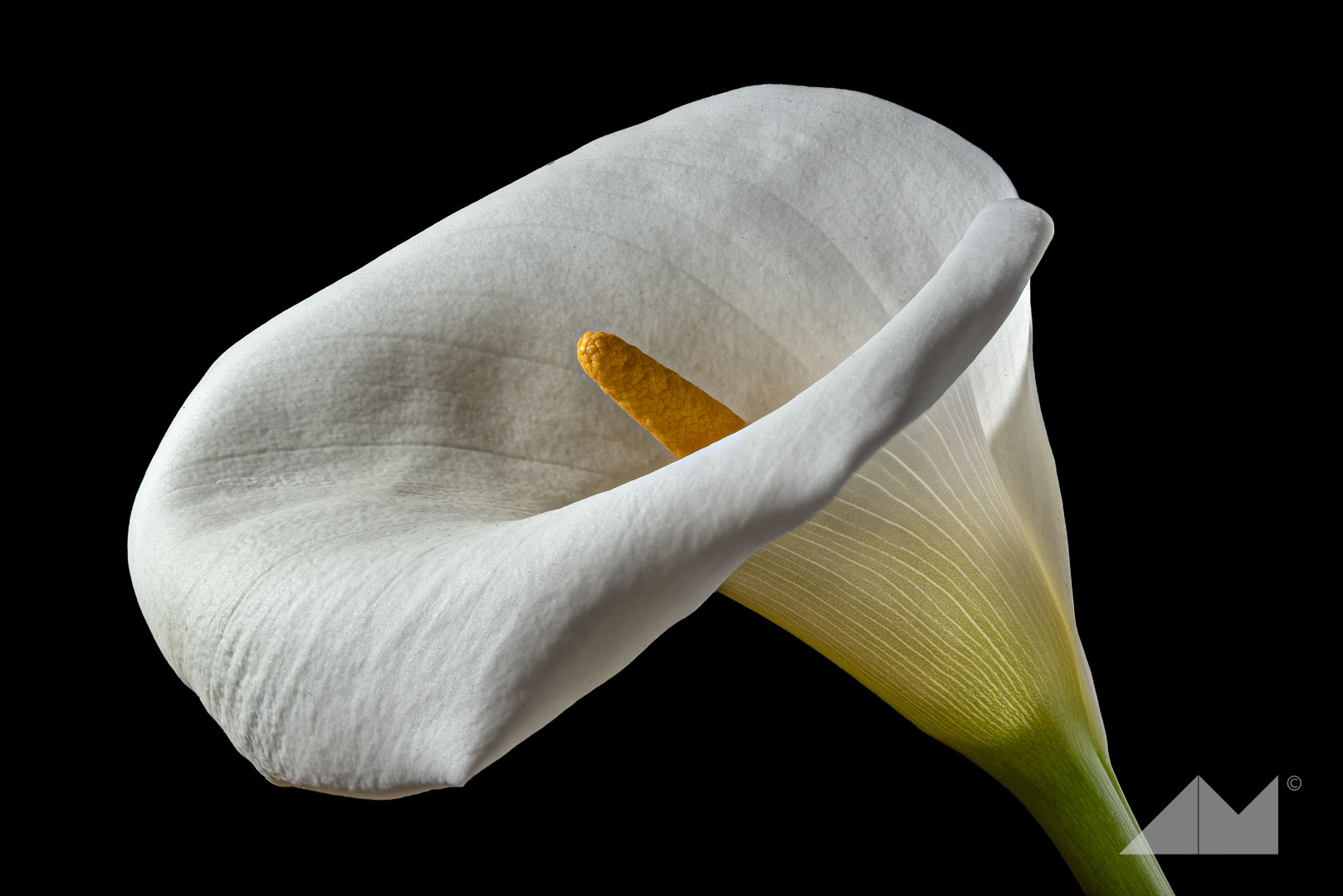 Calla Lily