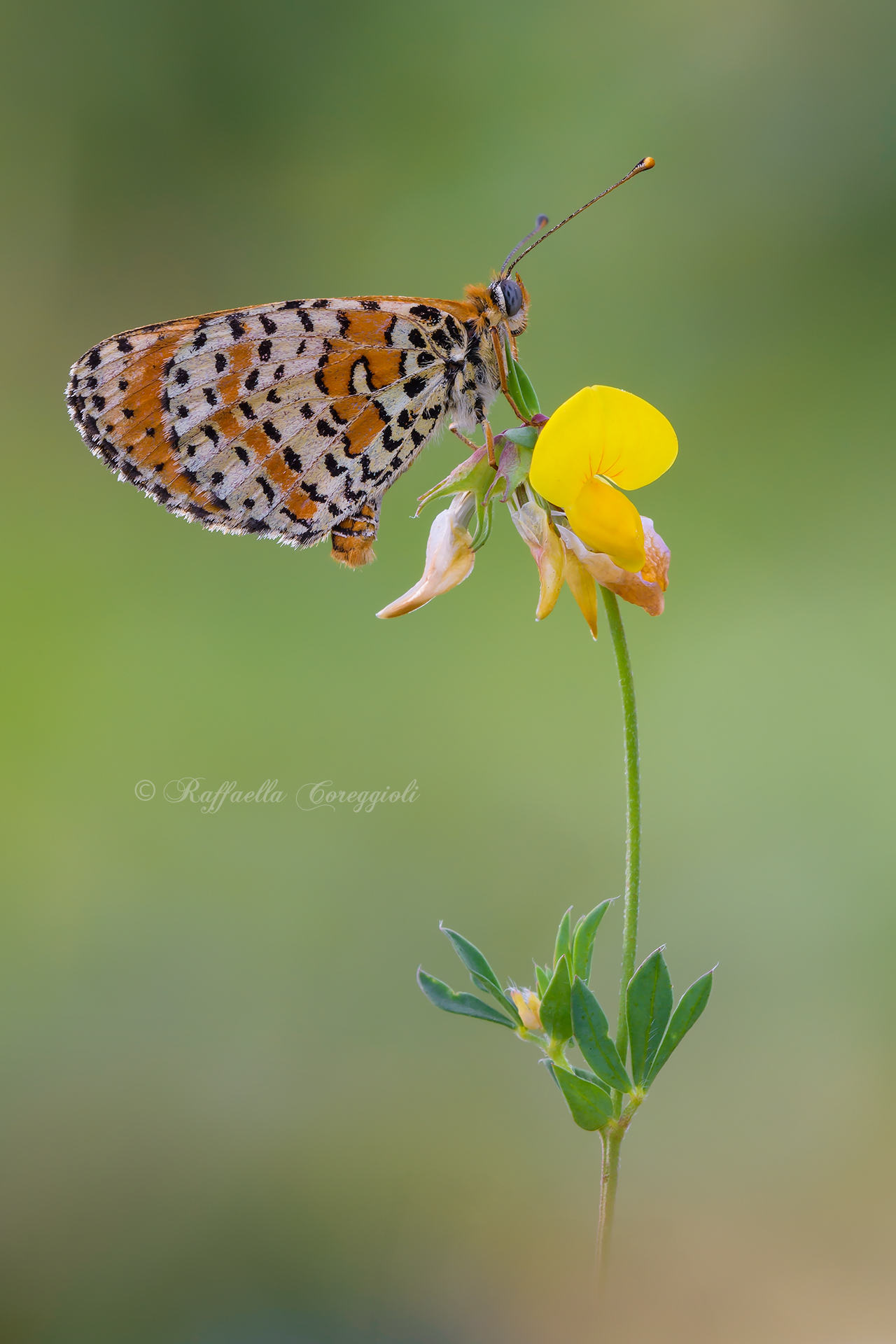 Melitaea didyma