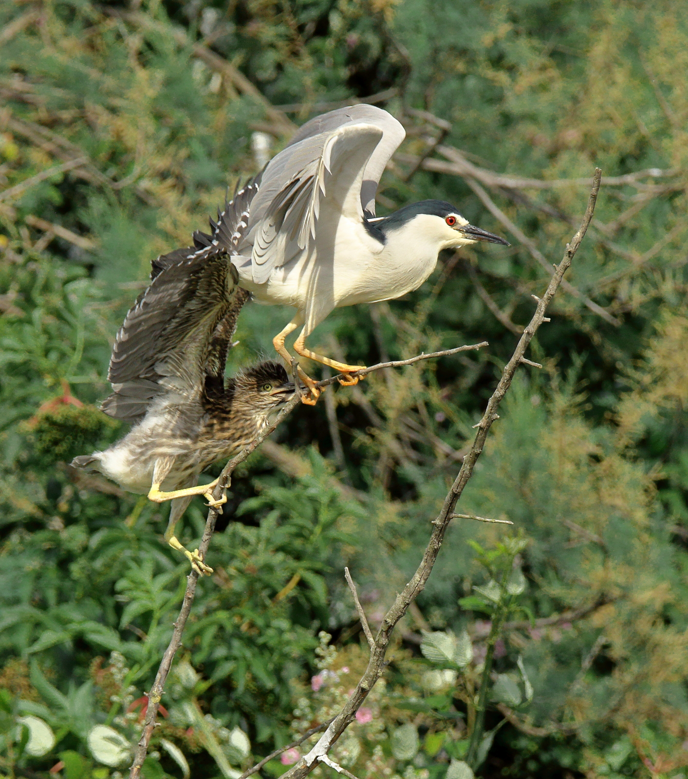 nitticore primi passi