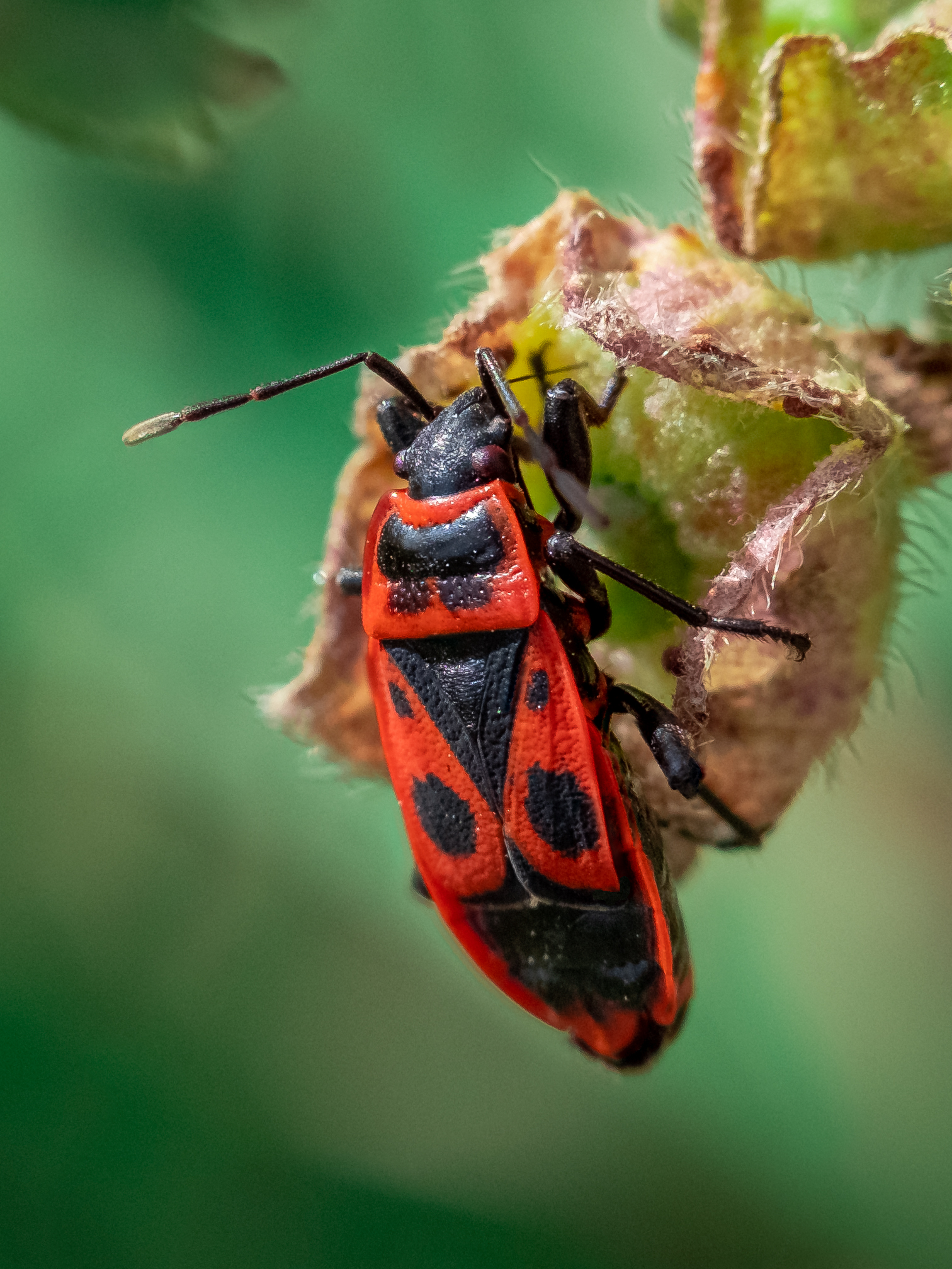 Fujinon XC 35mm - MCEX-16 macro extension tube