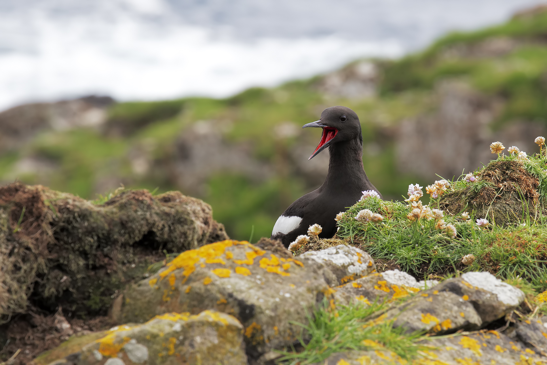 Black Guillemot   Faroe islands
