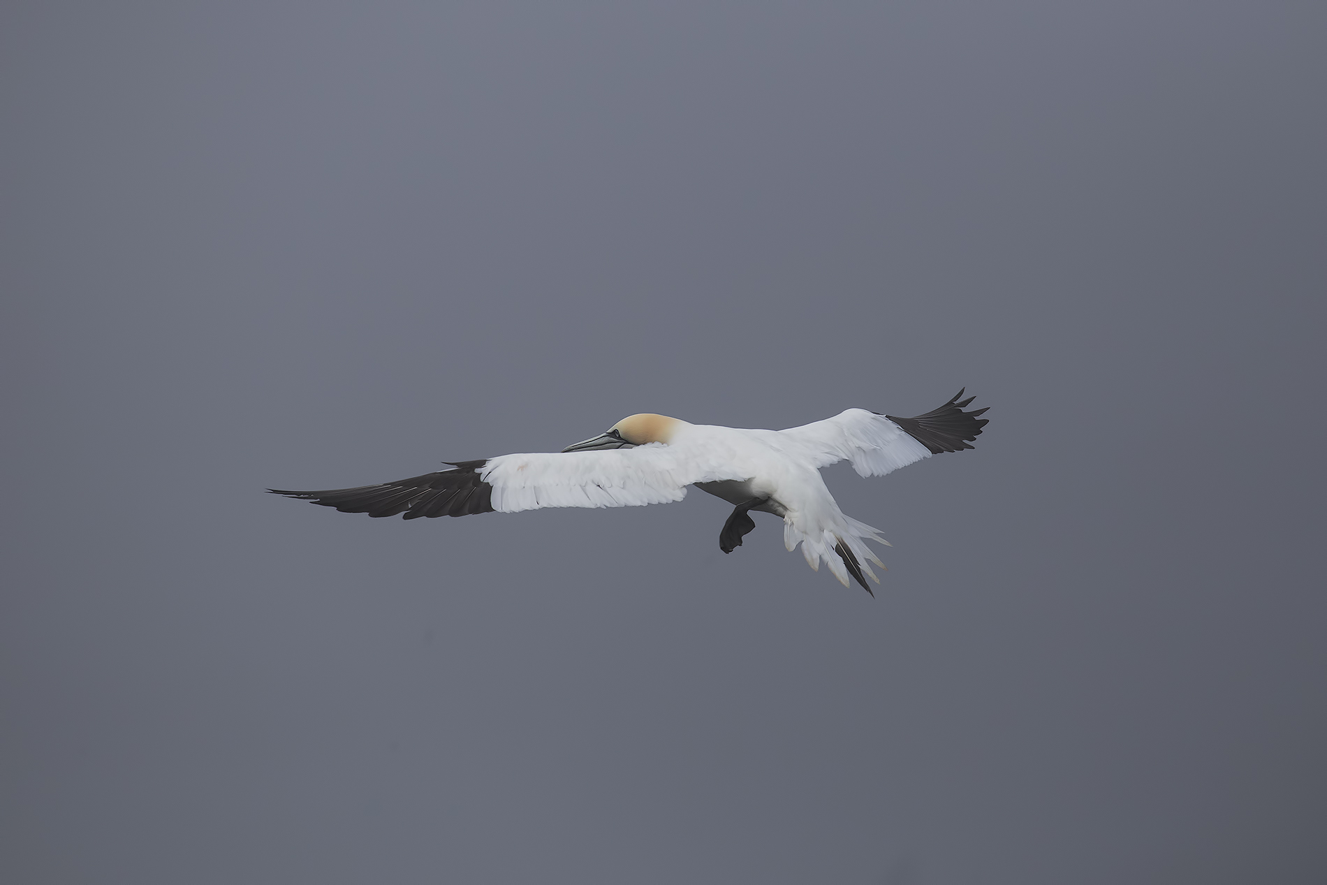 Sula Bassana Faroe islands