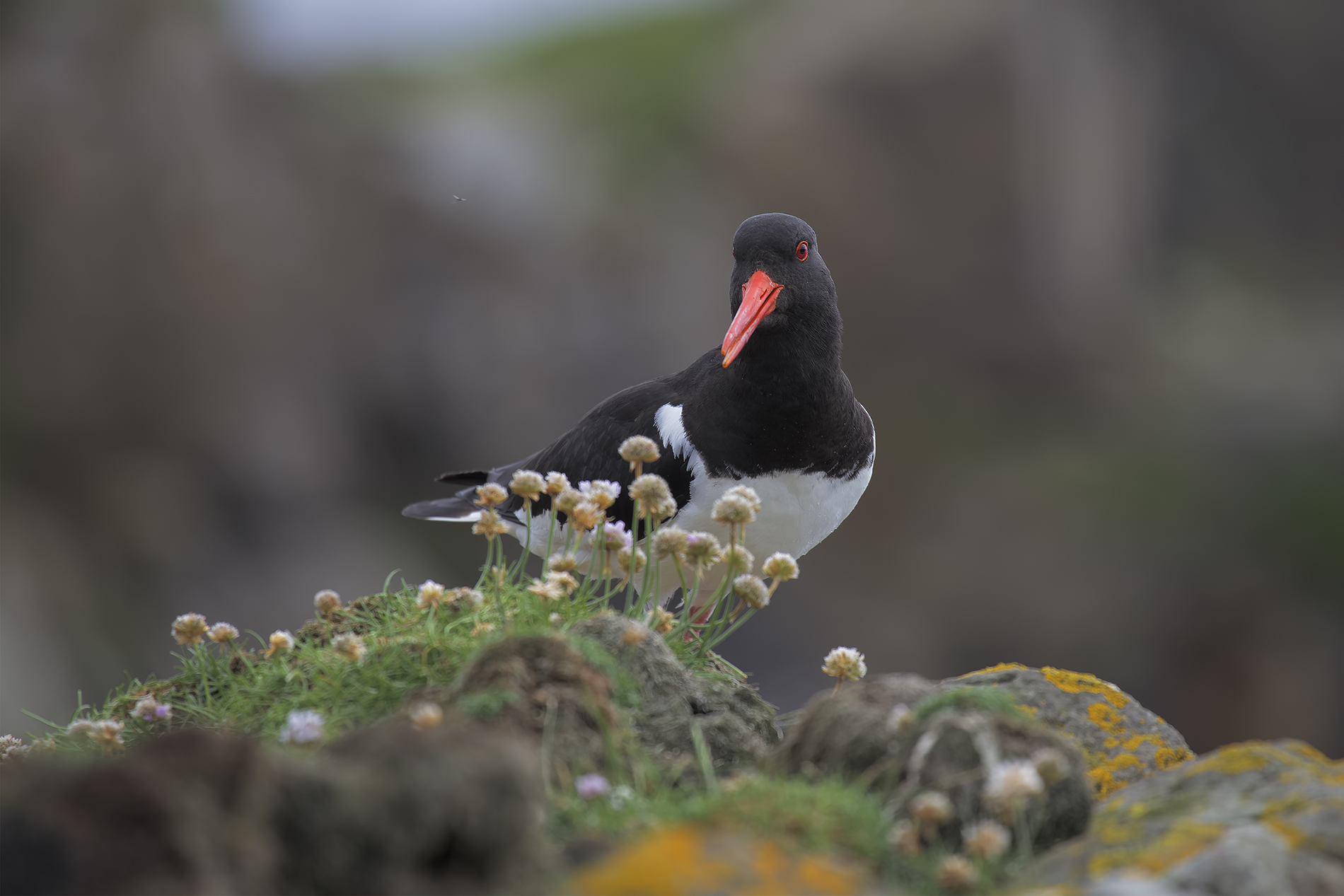 Beccaccia di mare  Faroe islands