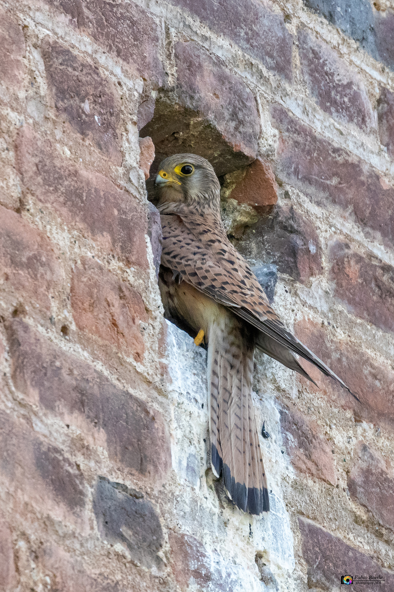 Kestrel