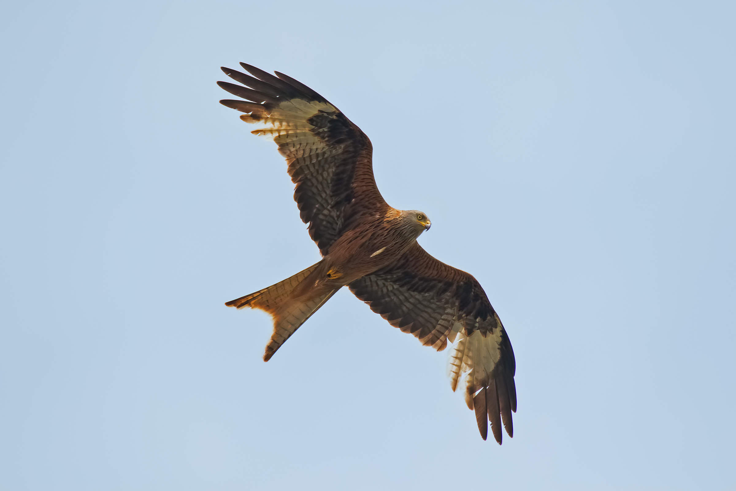Nibbio Reale incontro ravvicinato