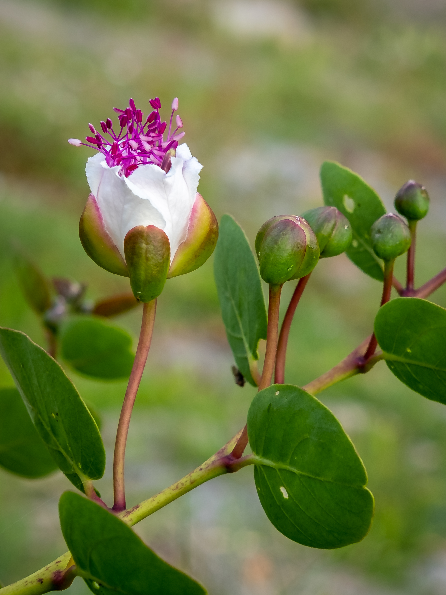 Flower, or ice cream?