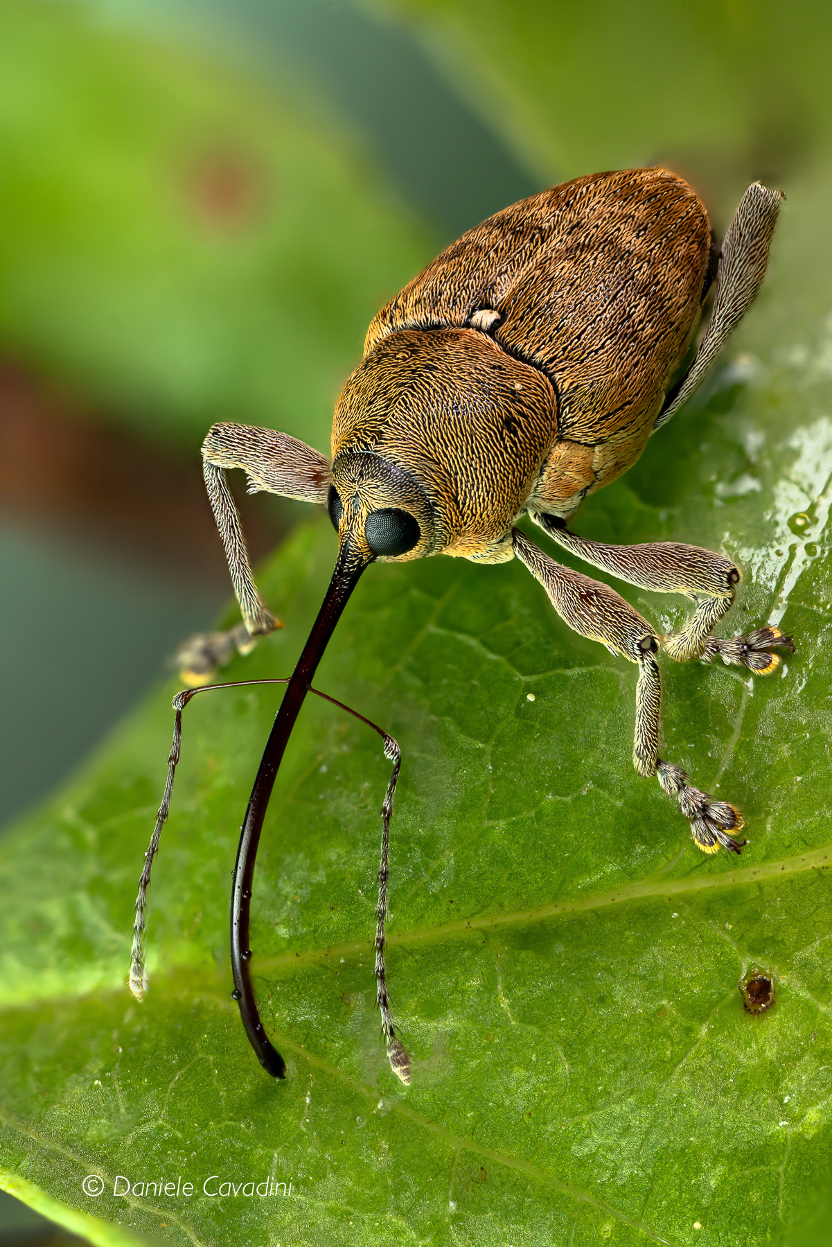 Balanino of the hazelnut Curculio nucum