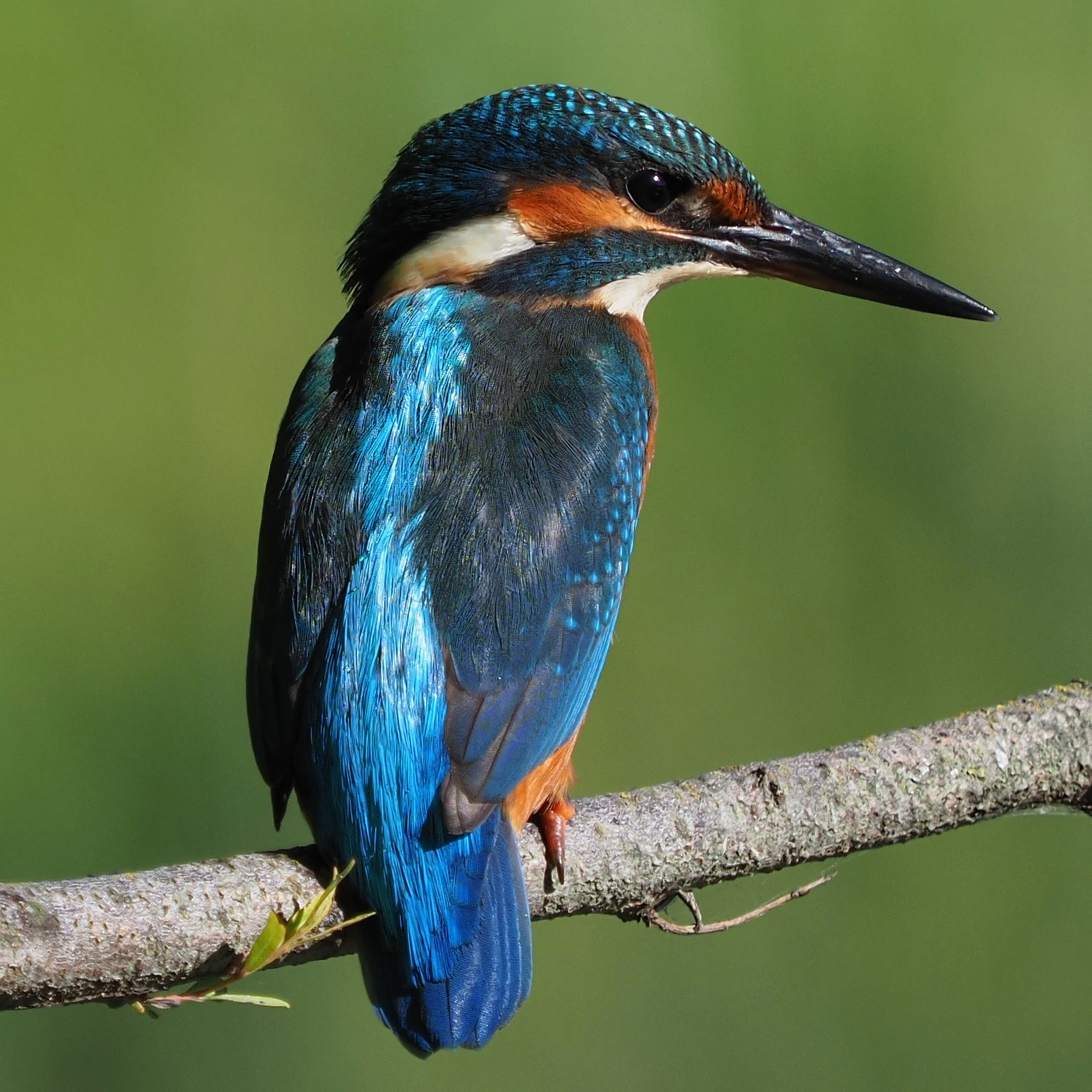 Kingfisher