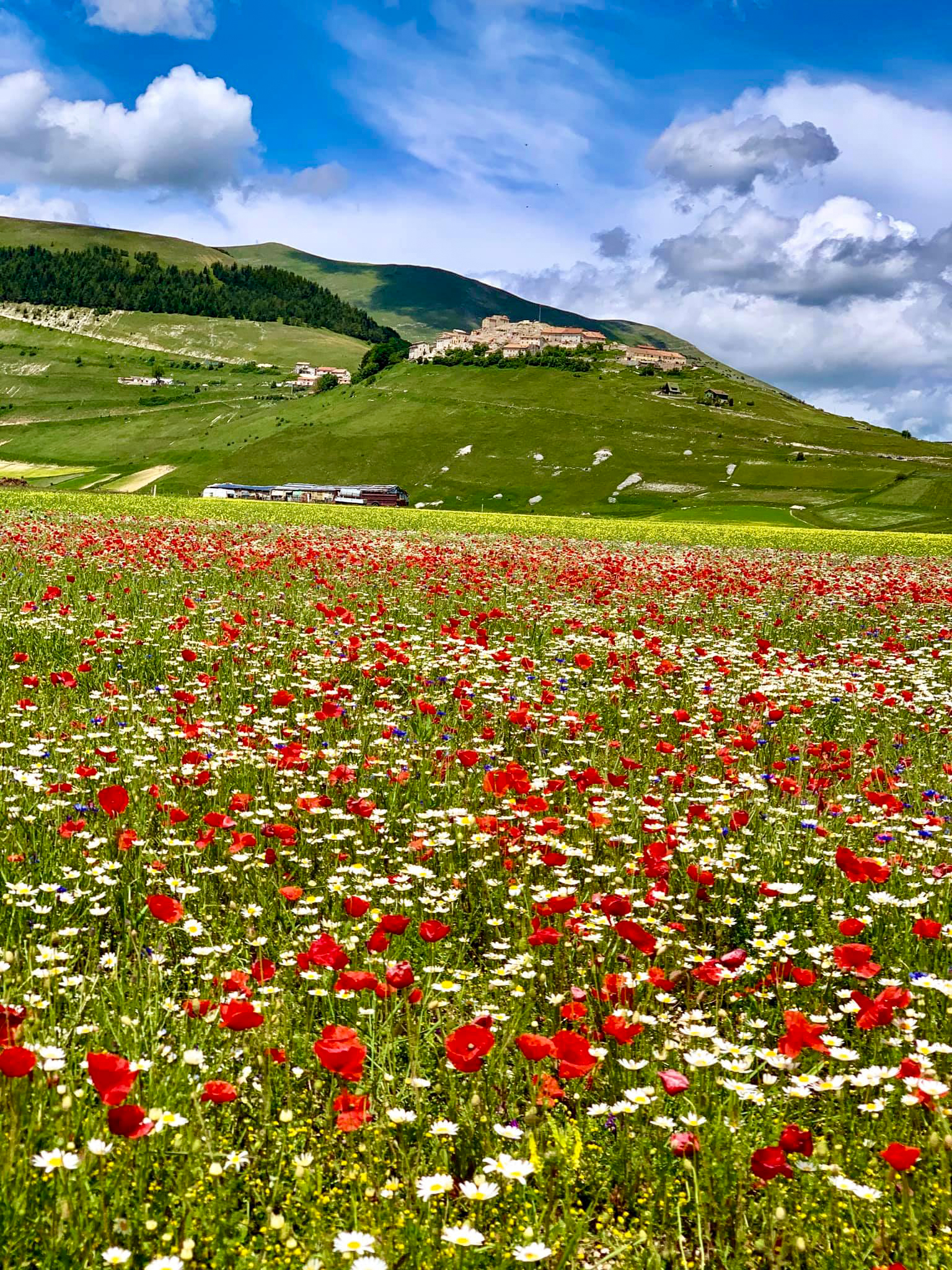 Castelluccio di Norcia and its colors (June 7, 2020)