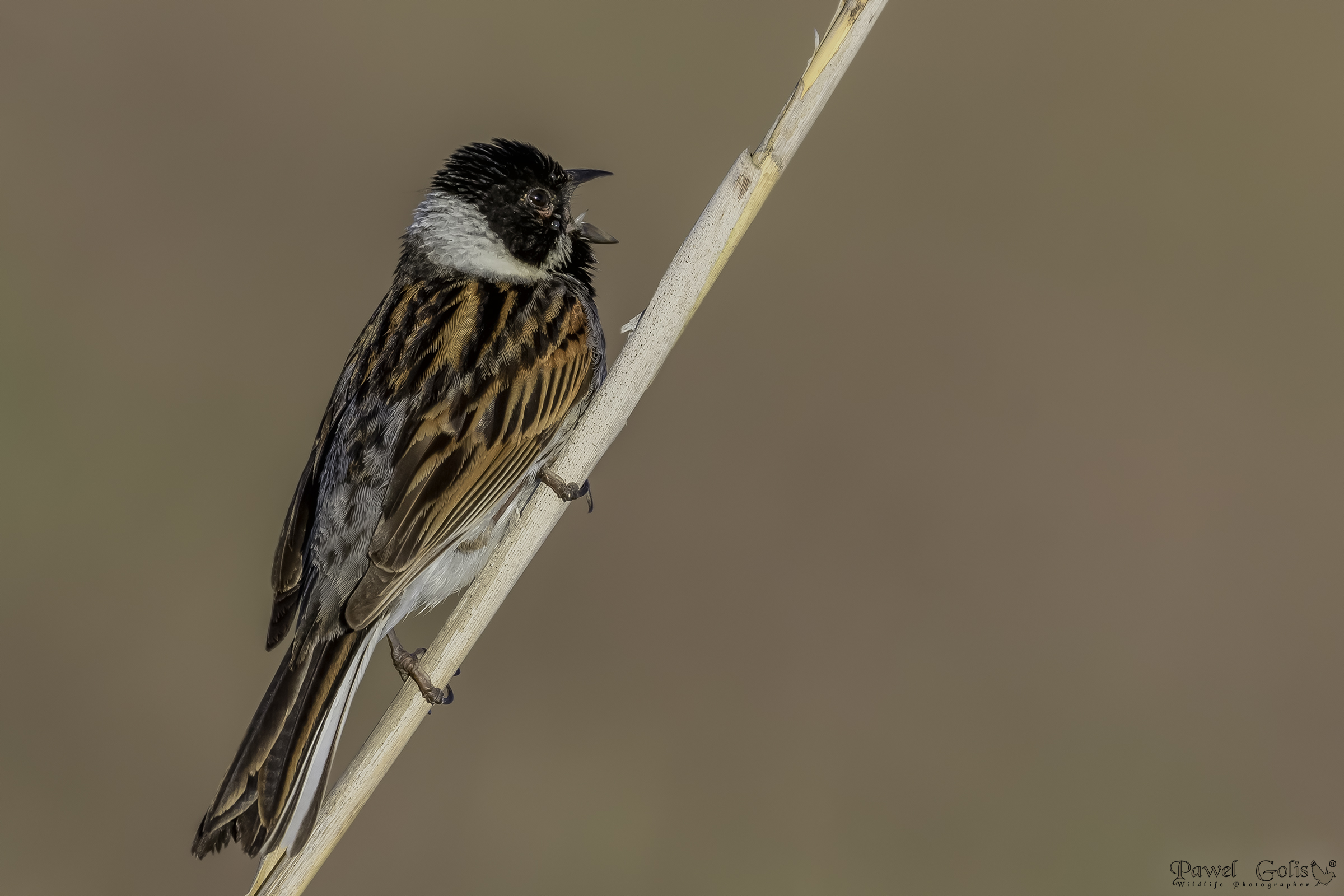 Pancia comune di canne (Emberiza schoeniclus)