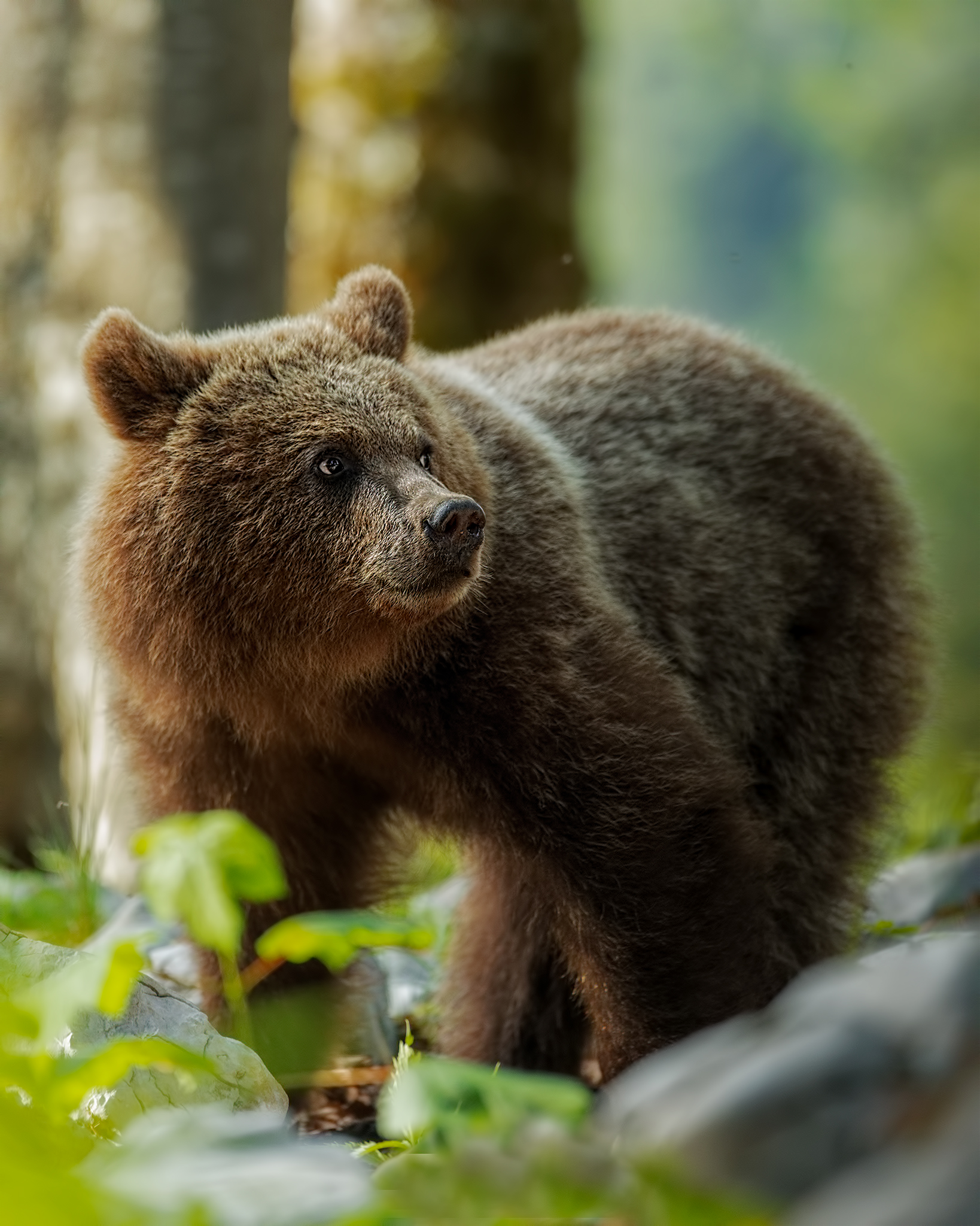 Brown Bear