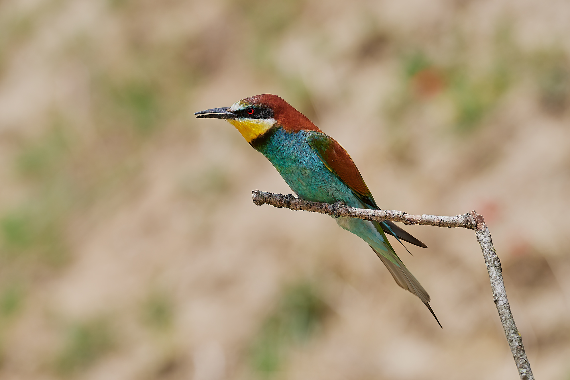 Bee-eater