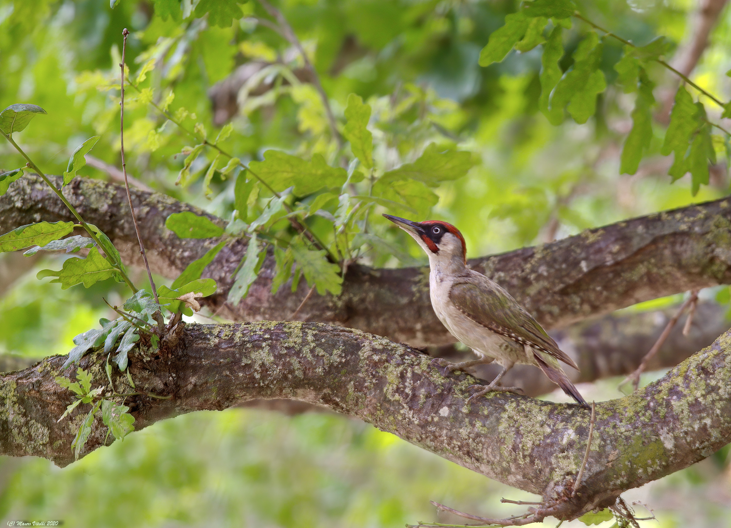 Green woodpecker (Picus virdis) male