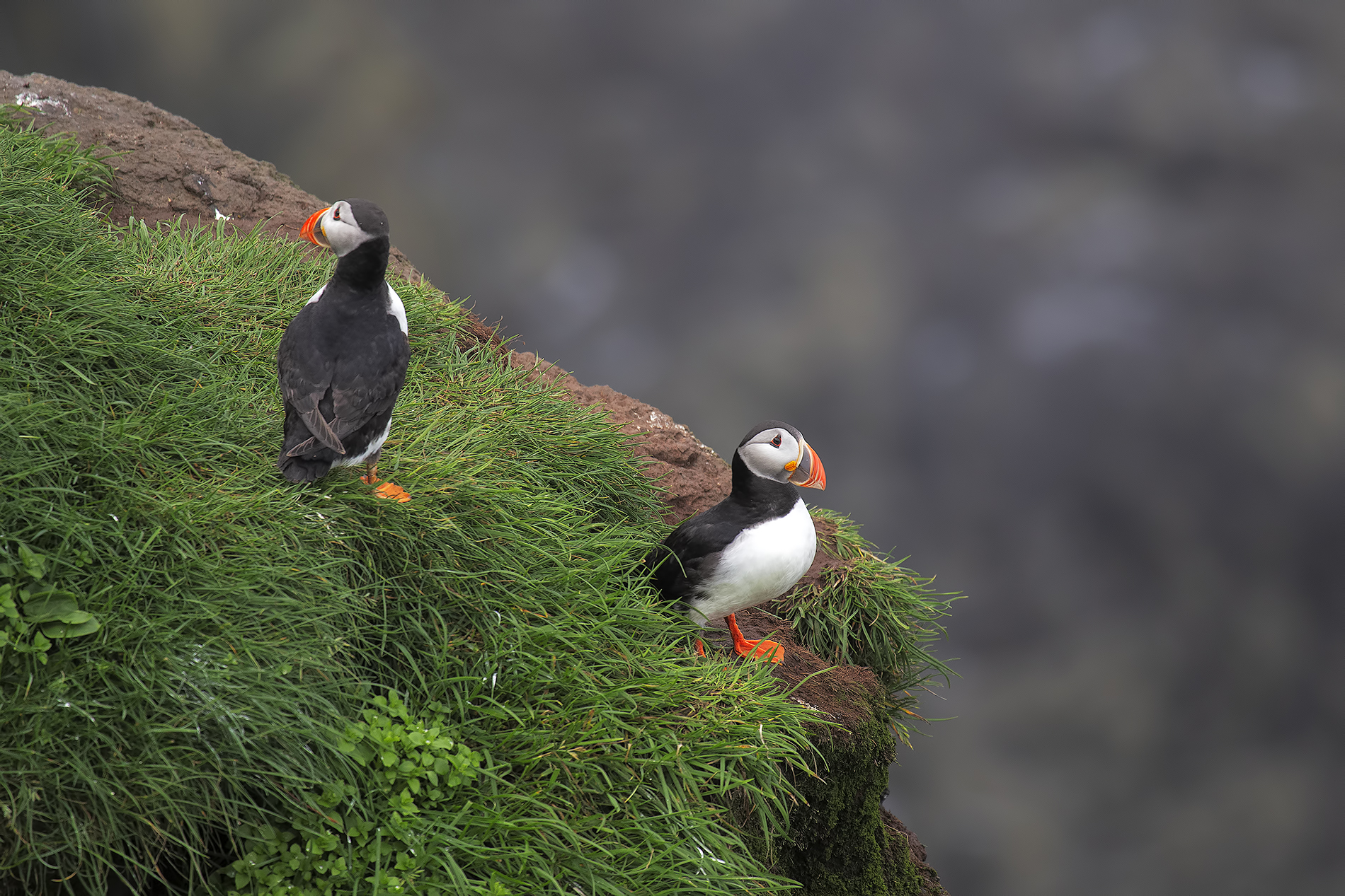Puffin Faroe islands