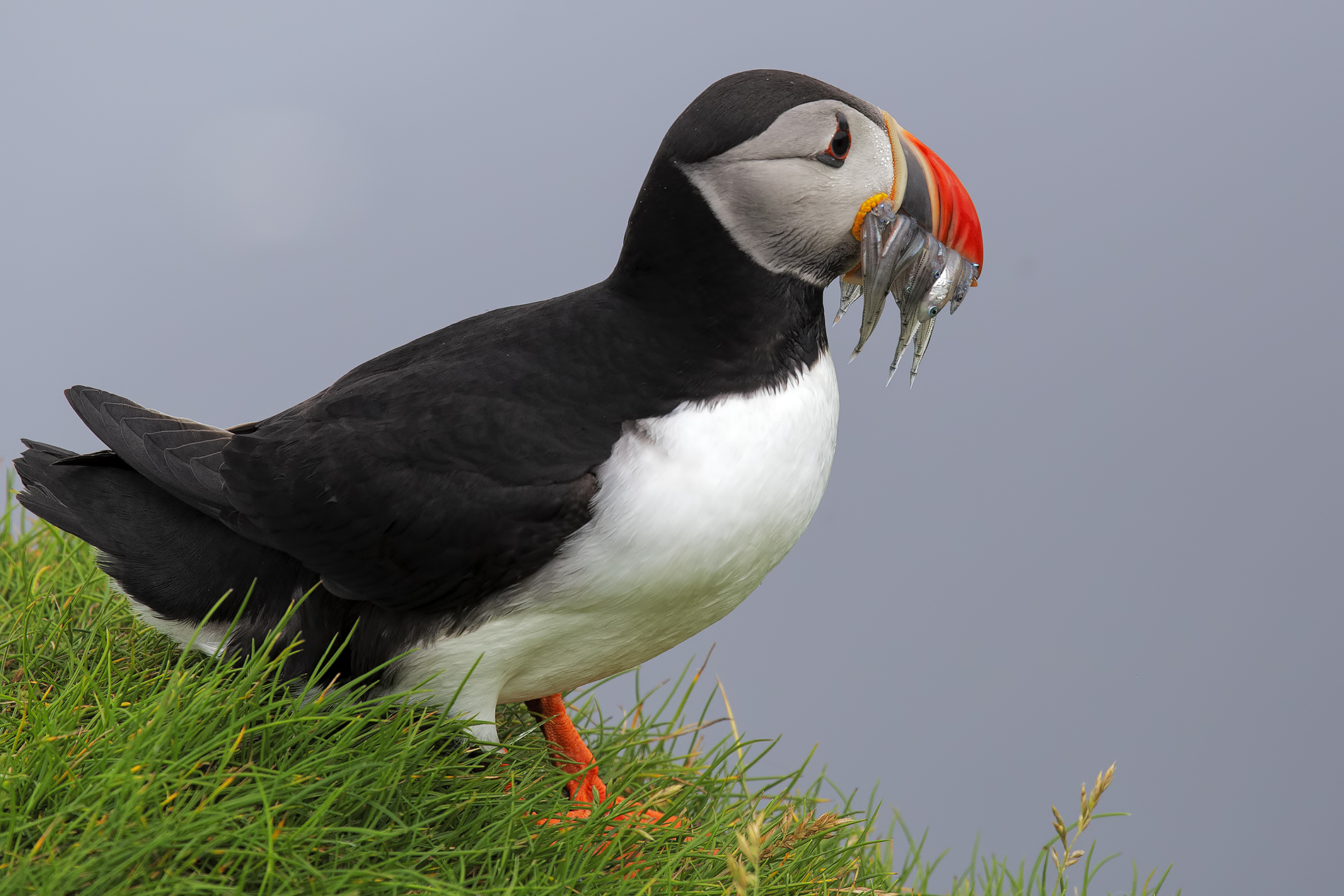 Puffin Faroe islands