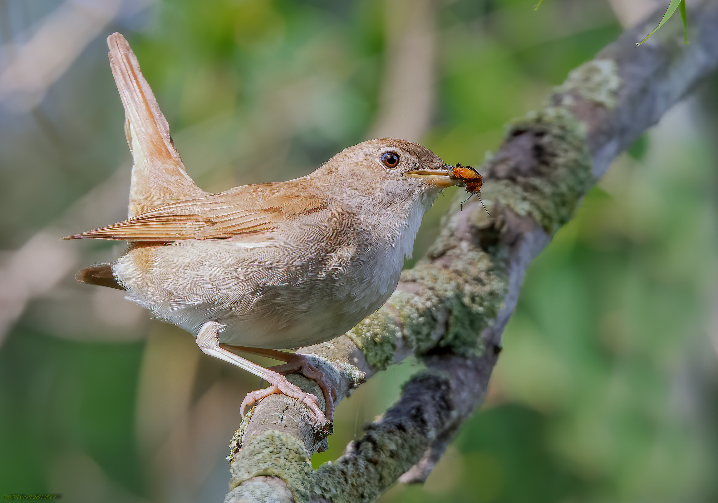 Nightingale (Luscinia megarhynchos)