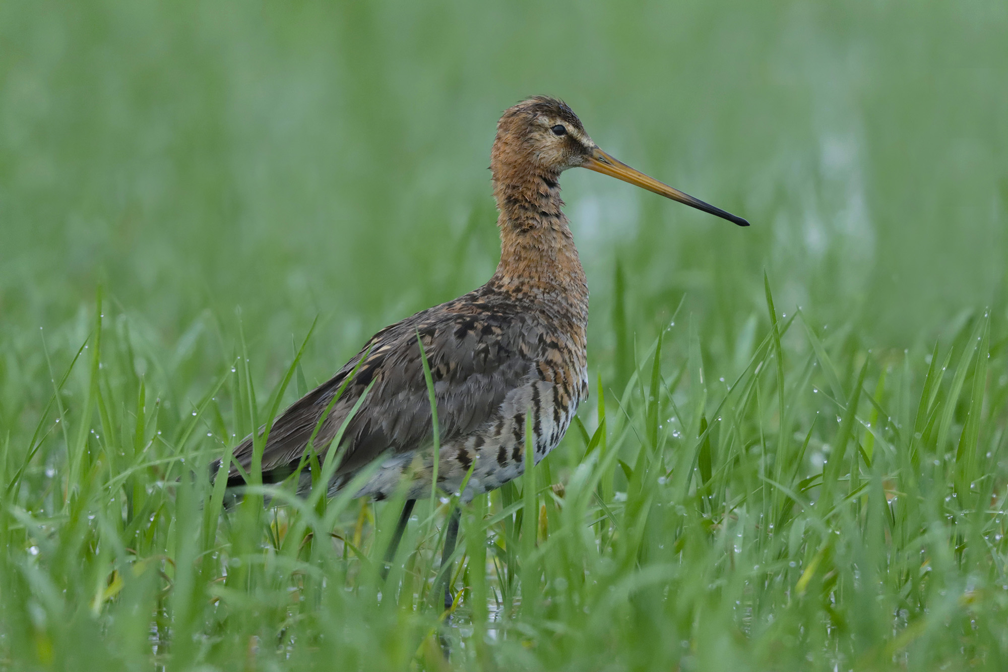 Pittima reale piemontese dopo la pioggia