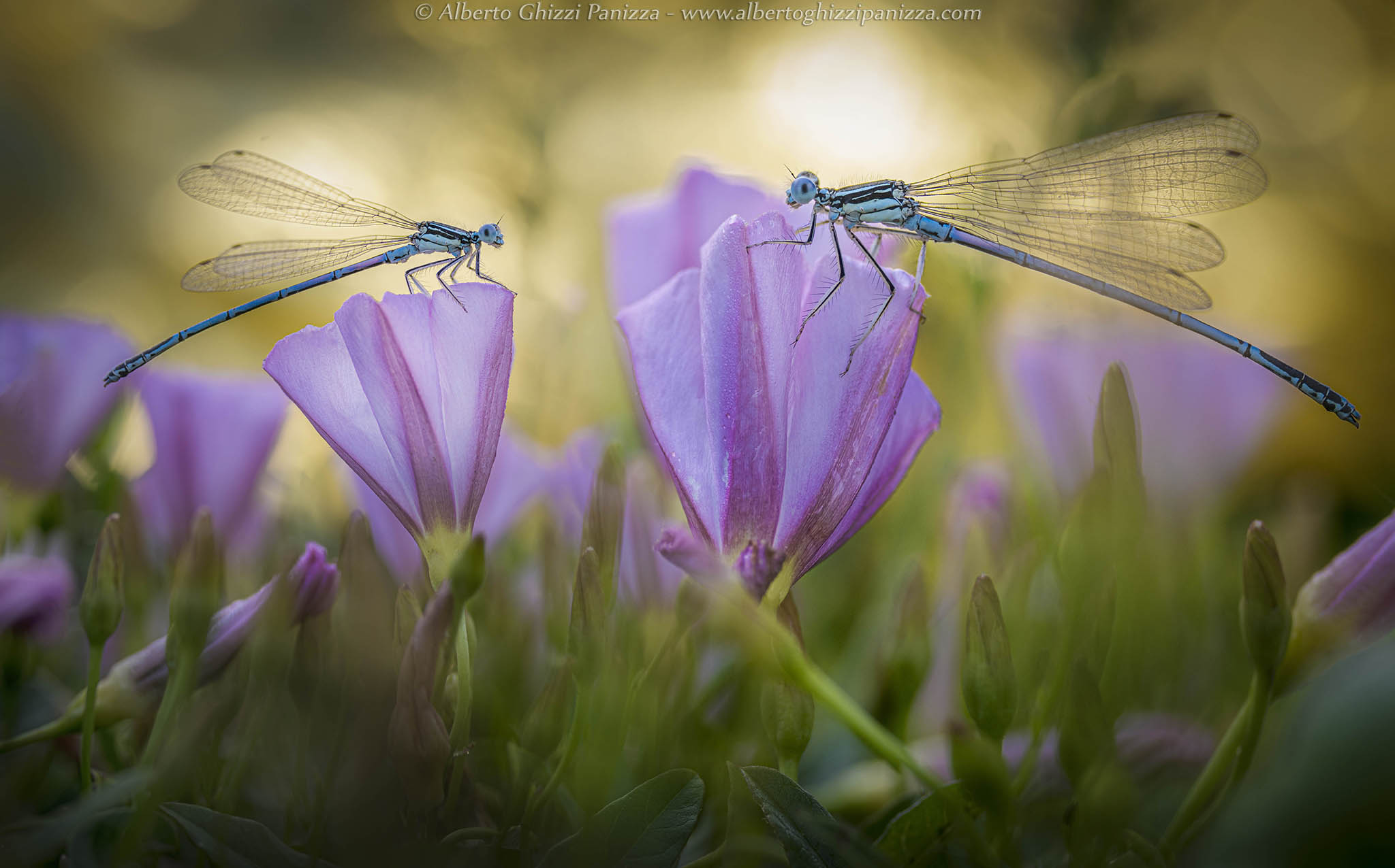 Tra le luci dell'alba
