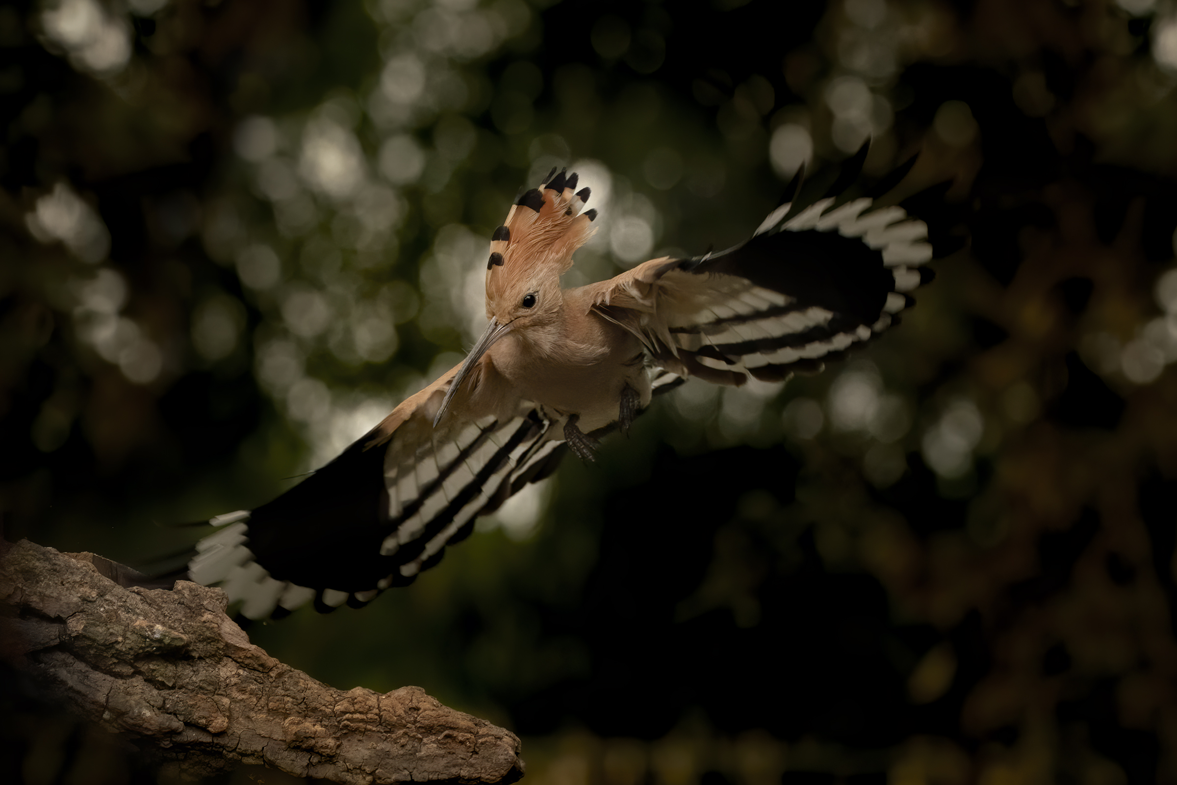 Flight of the uppoa