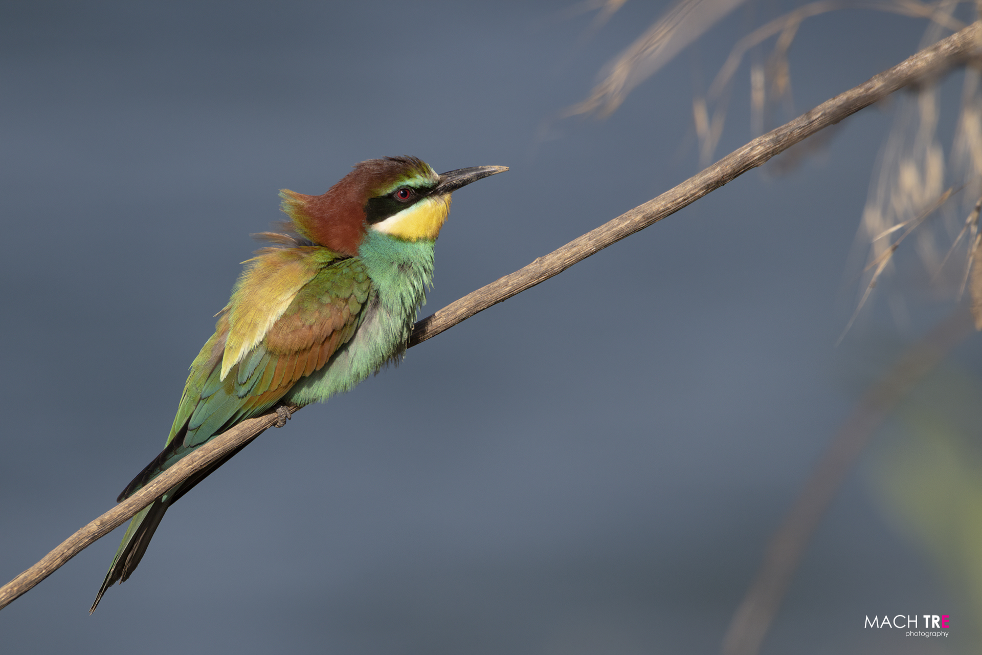 Bee-eater