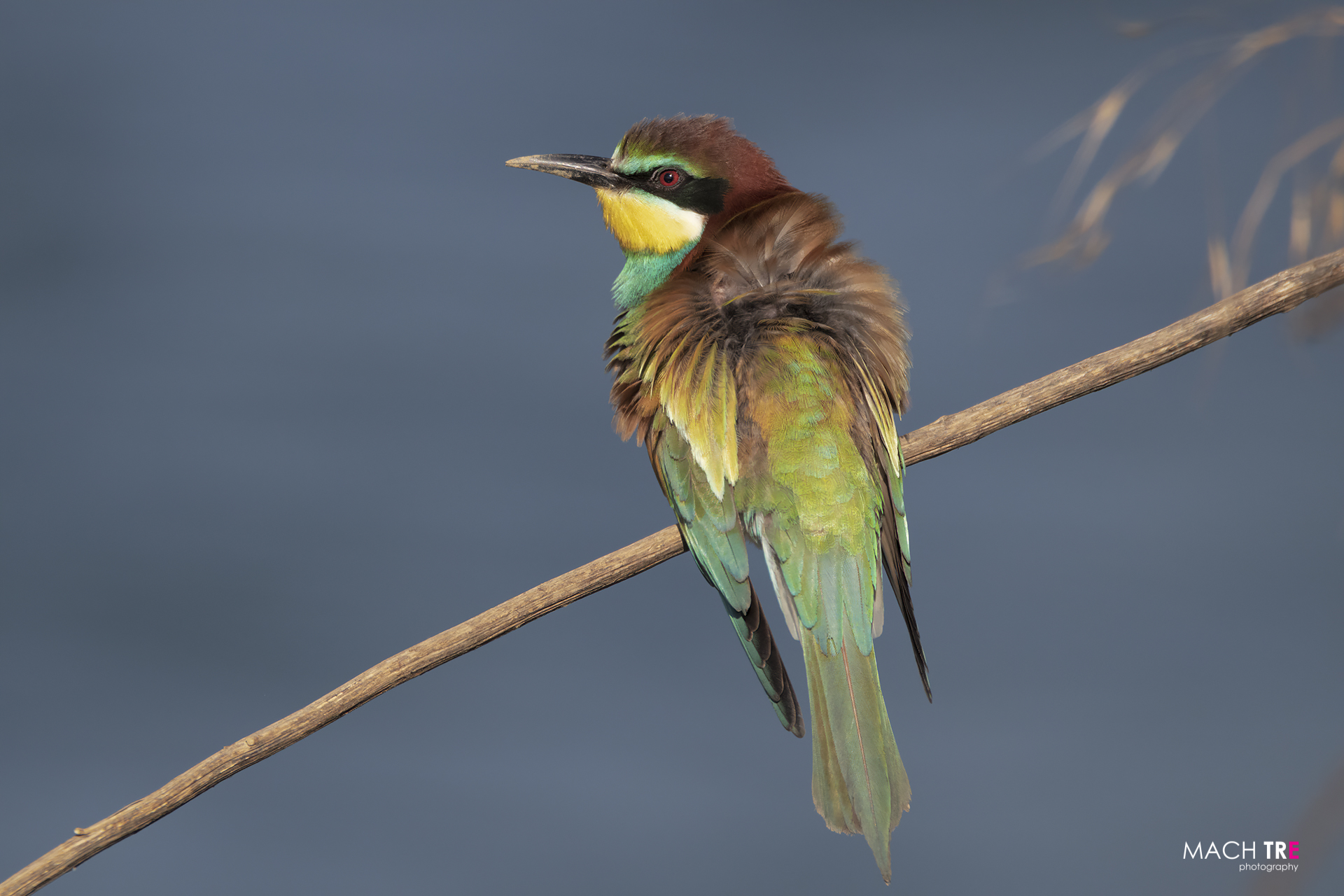 Bee-eater