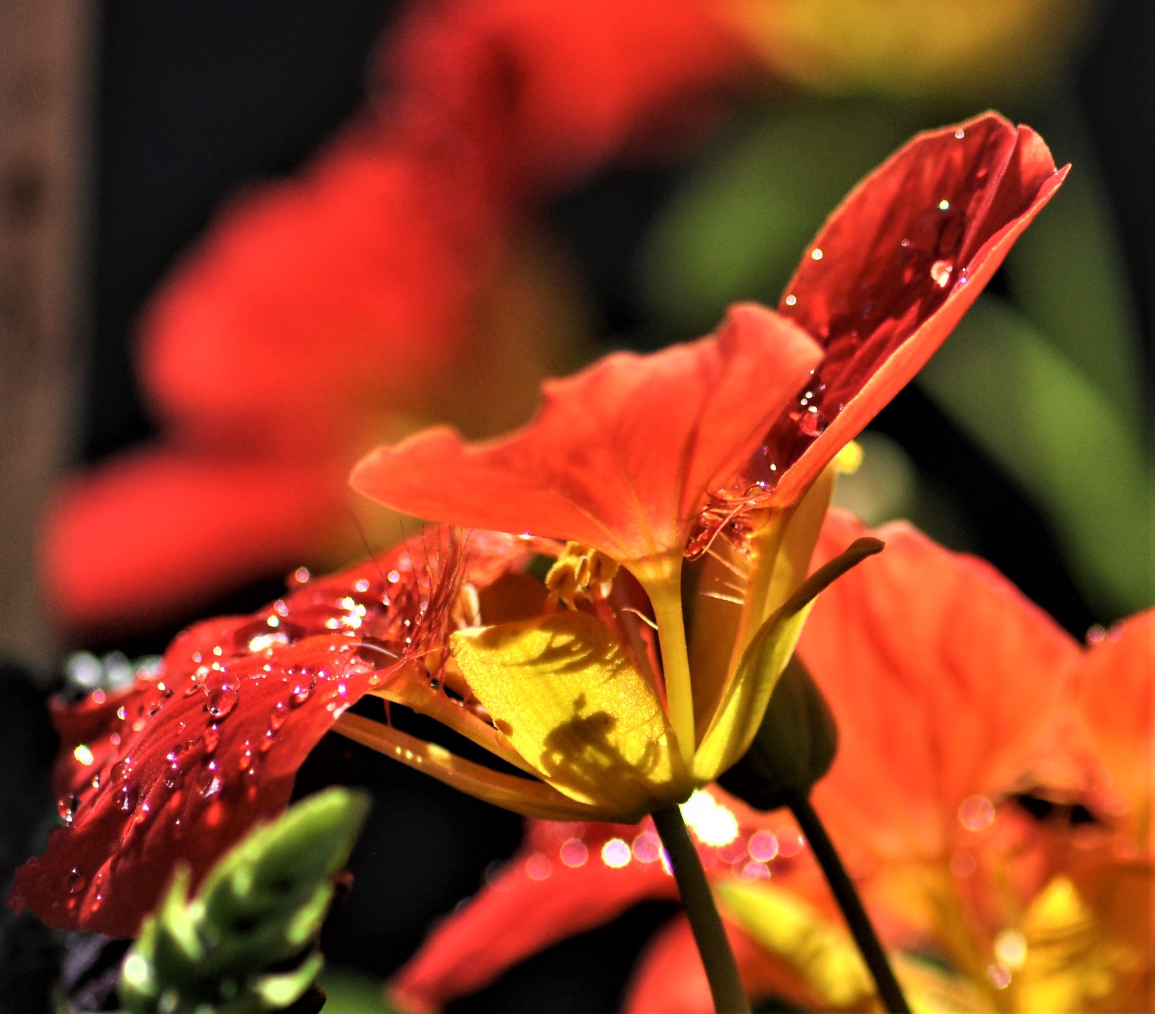 .. After the rain the sun....