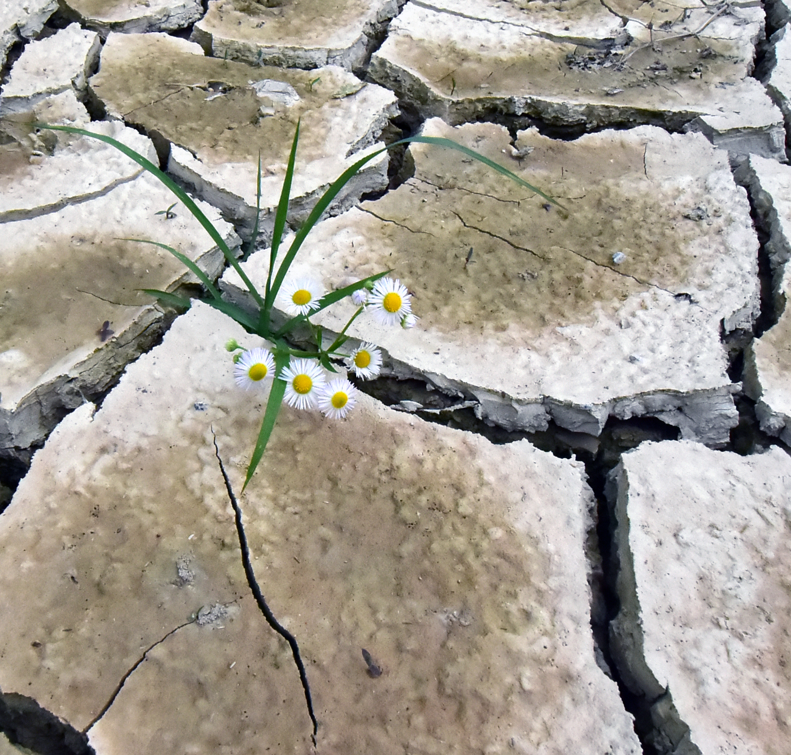 La forza della natura