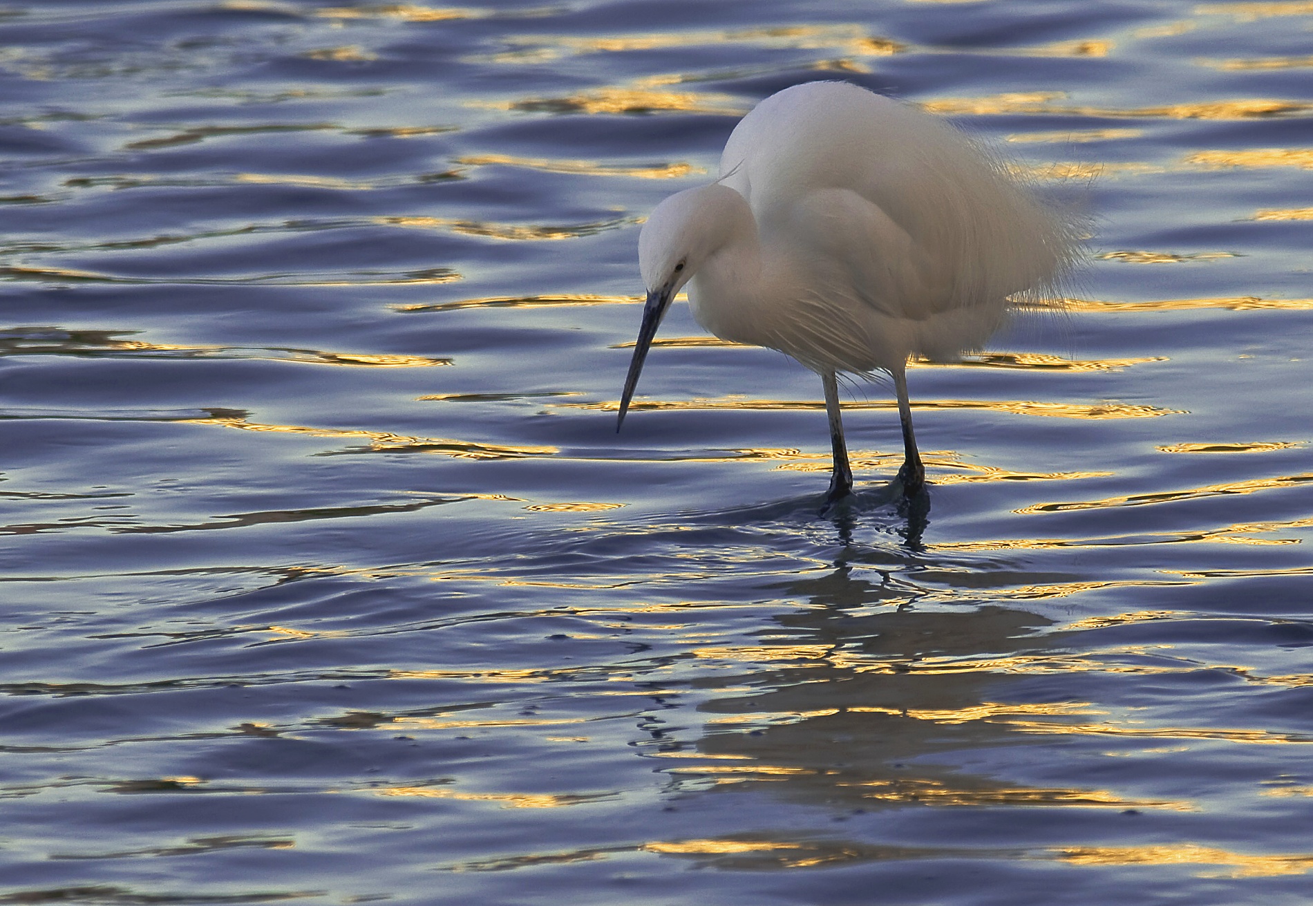 Egret at sunset