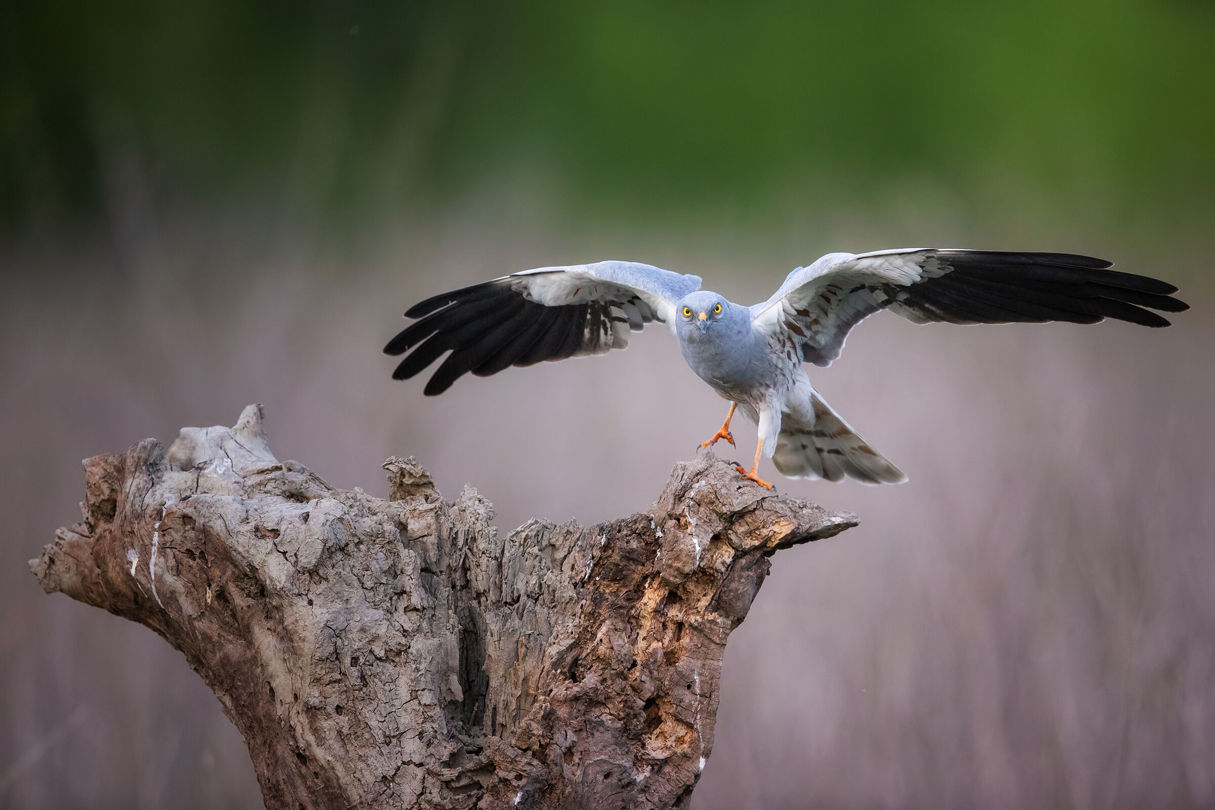 Albanella Minore maschio