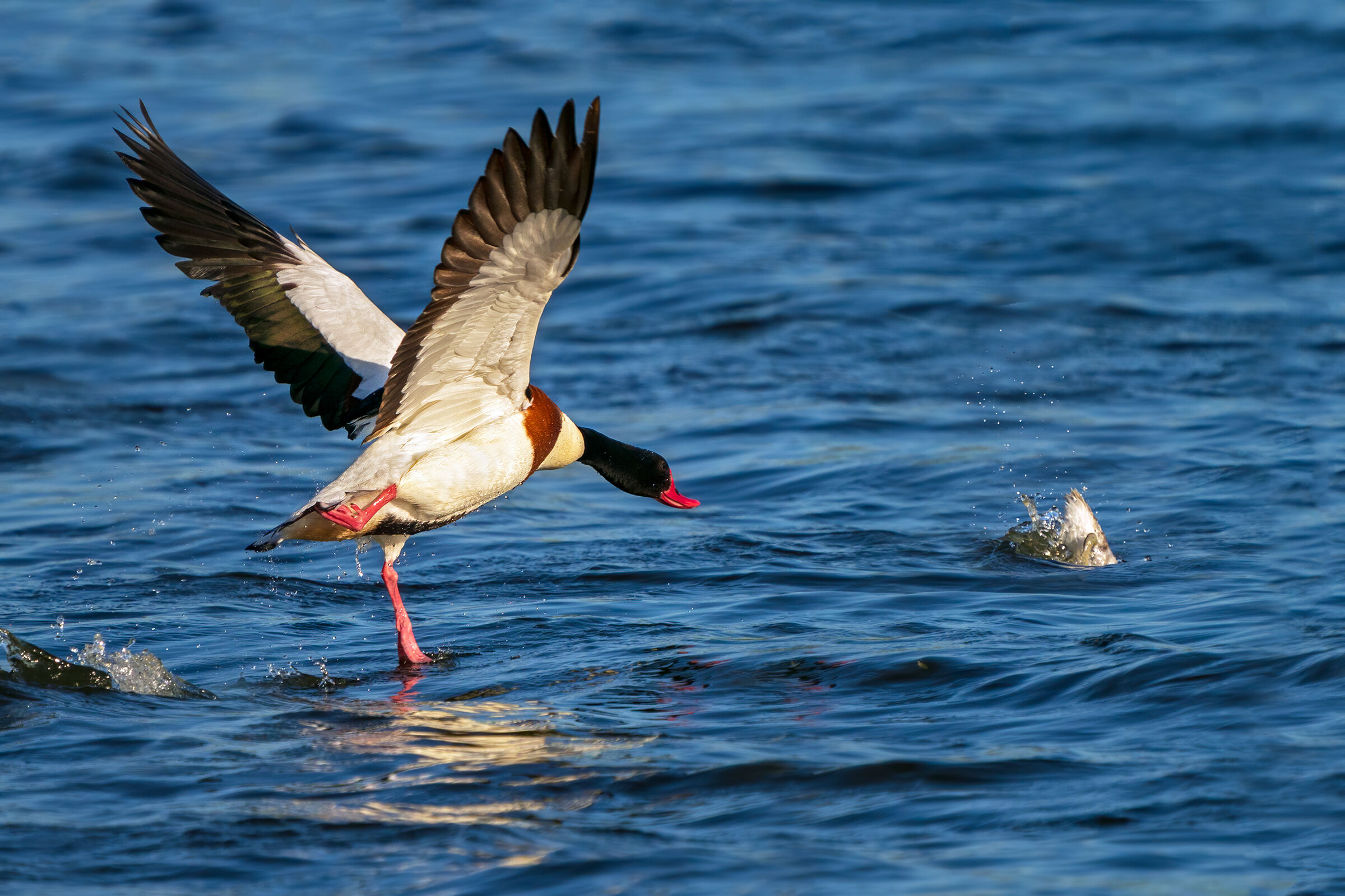 Killer Attack - Volpoca vs. Small