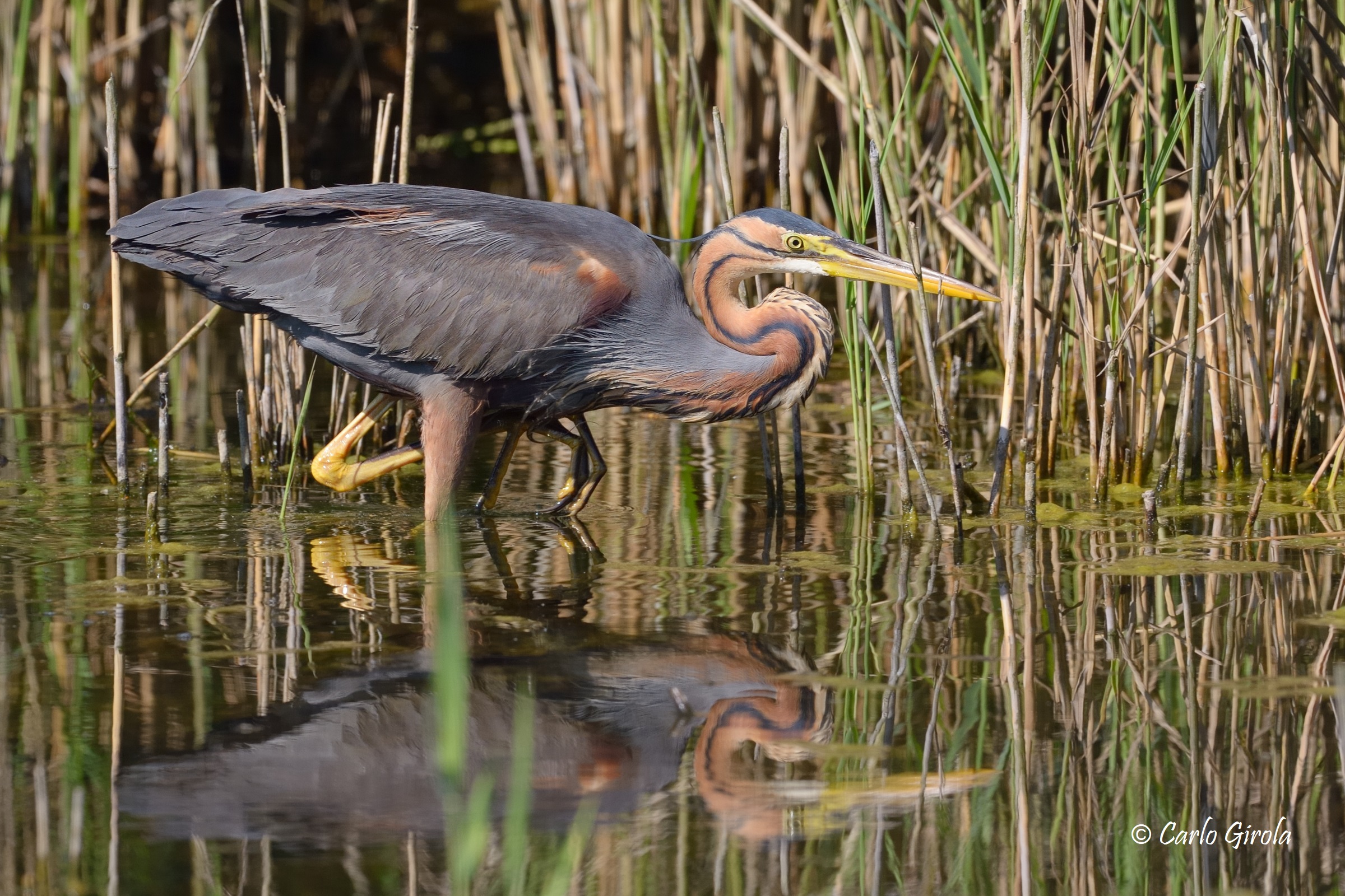 Airone rosso (Ardea purpurea)