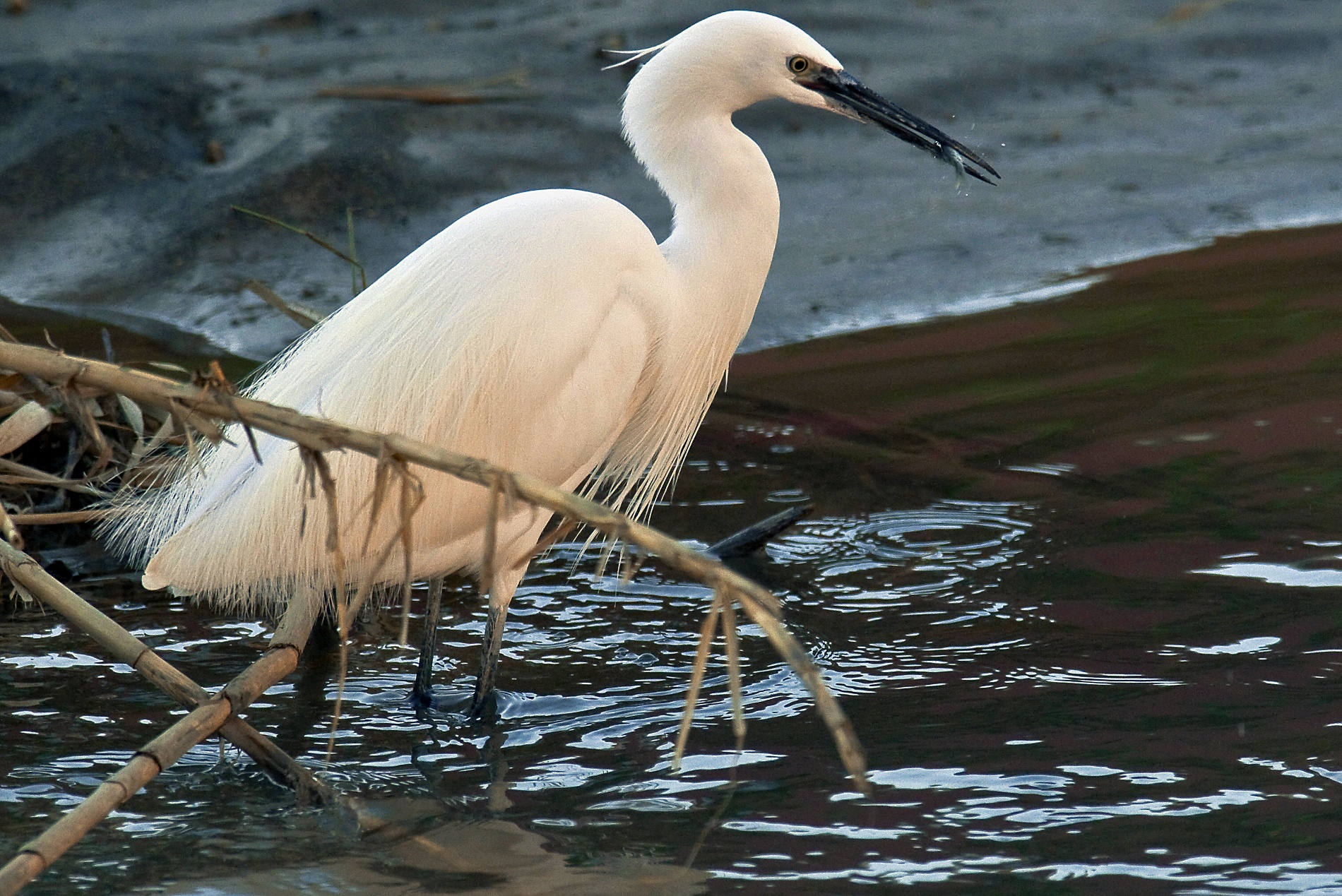 Egret with prey