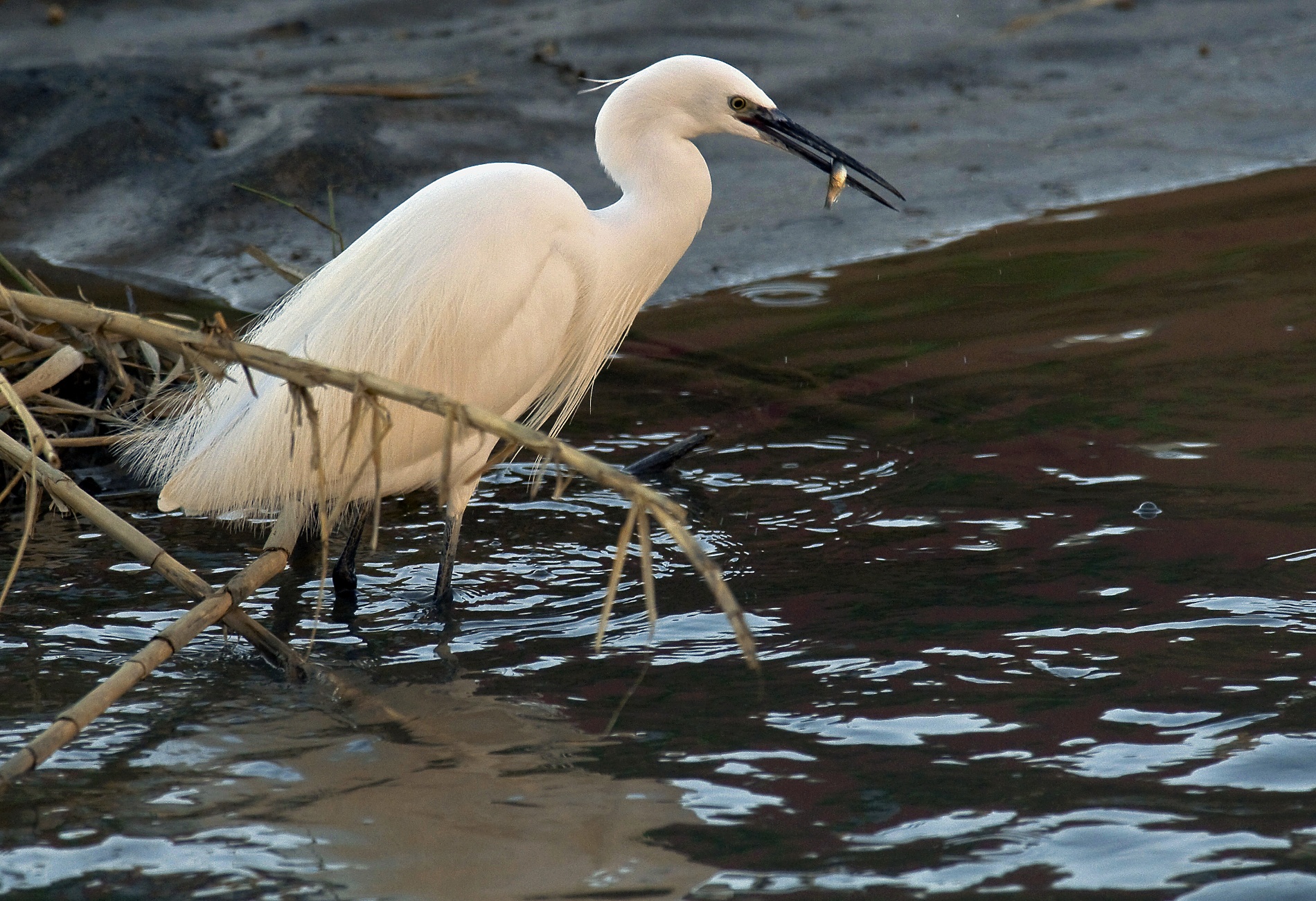 Egret with fish
