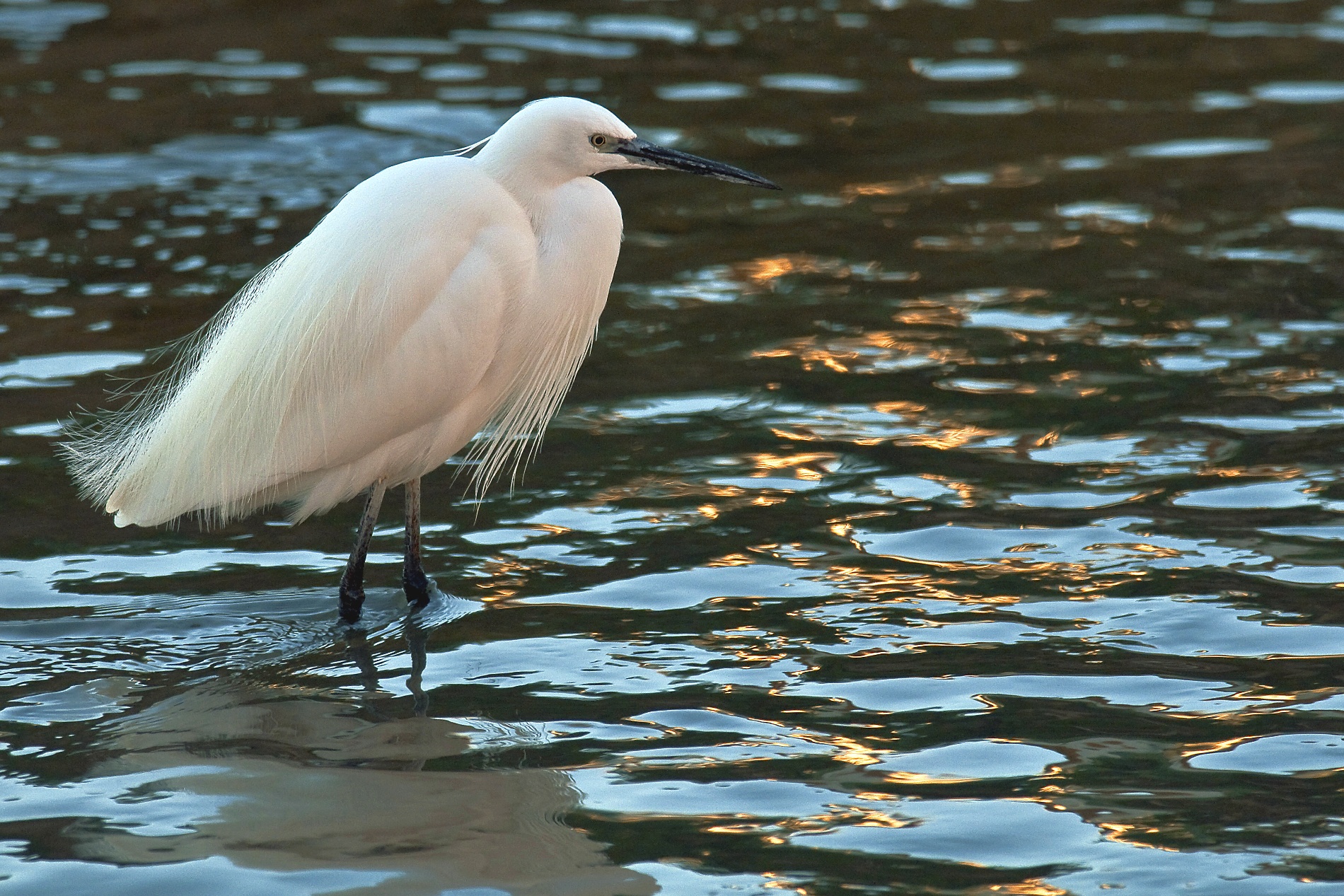 Egret at sunset