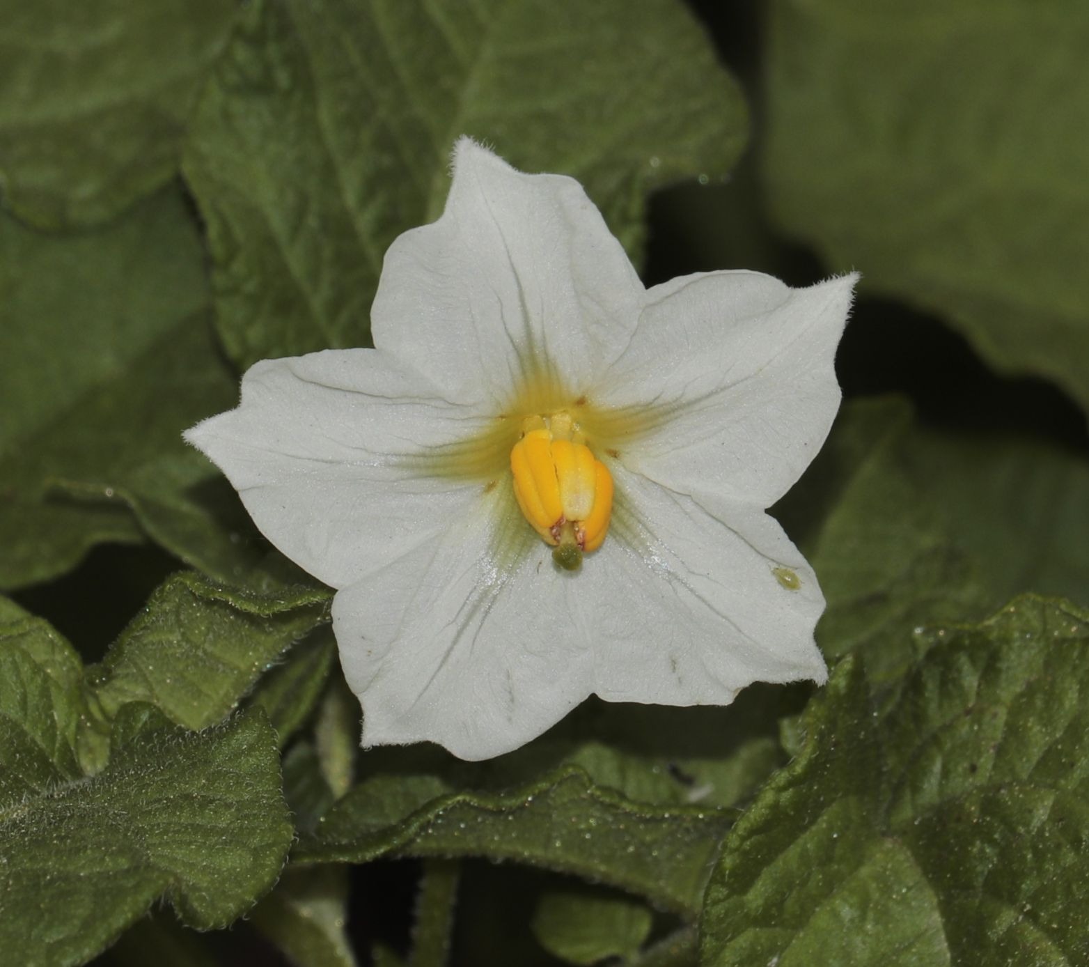 fiore di patata ultima foto con canon 55 250 31/05/2020