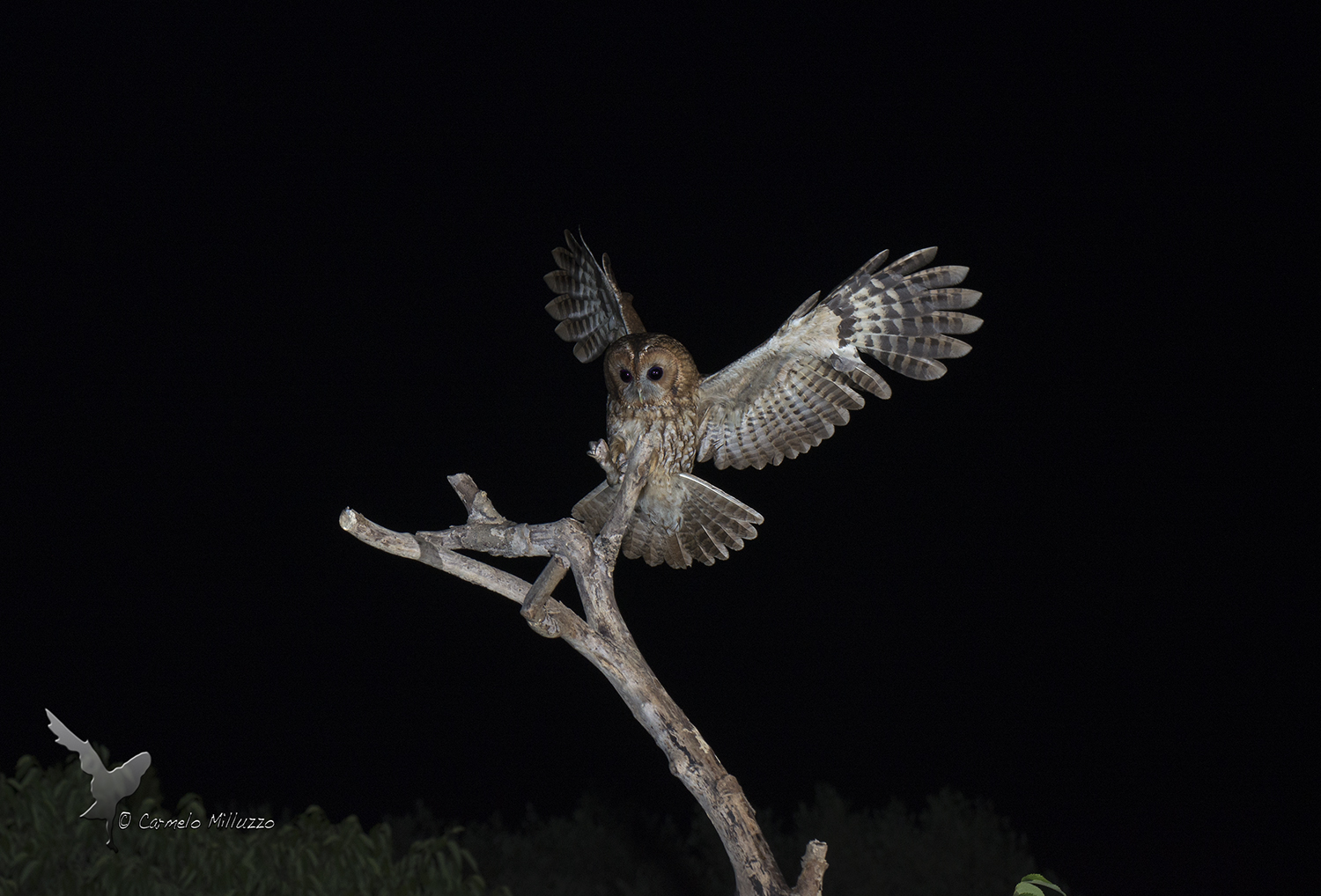 Night flights _ Allocco _