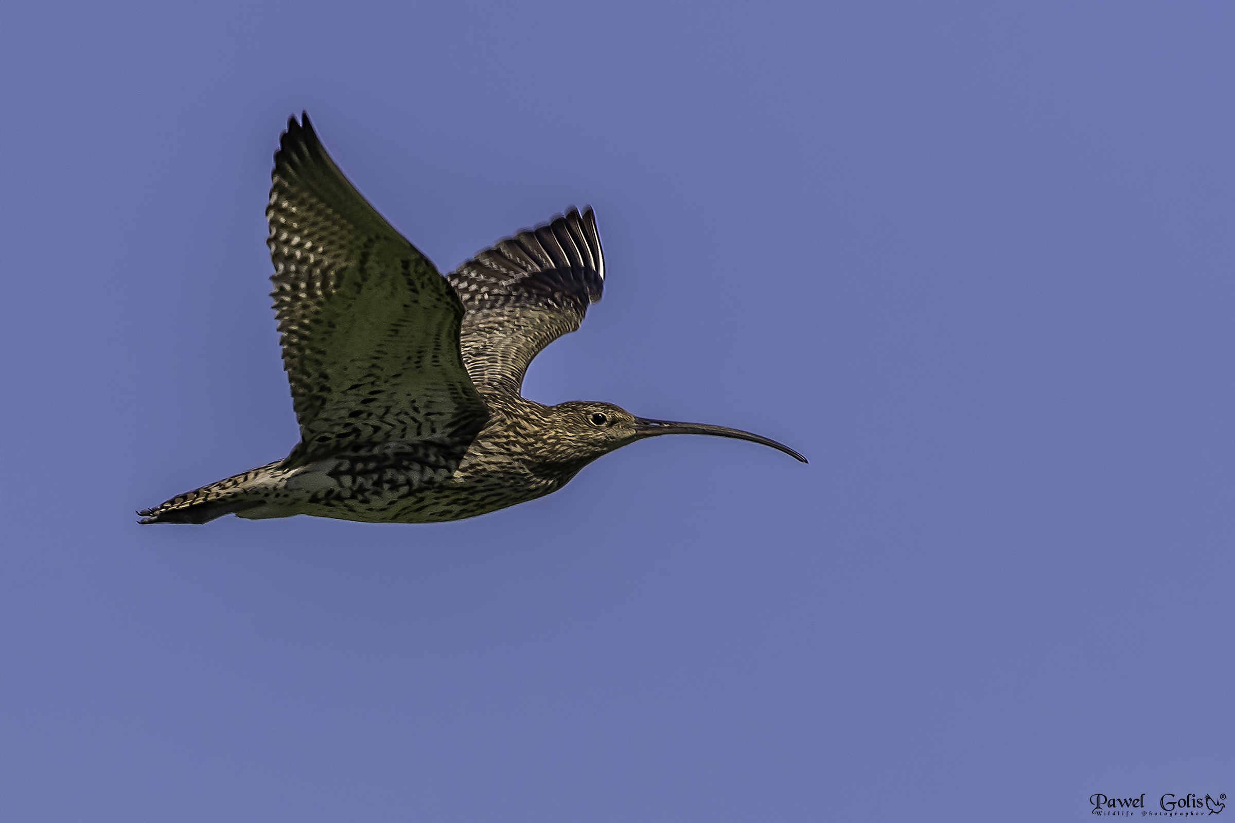 Eurasian curlew (Numenius arquata)