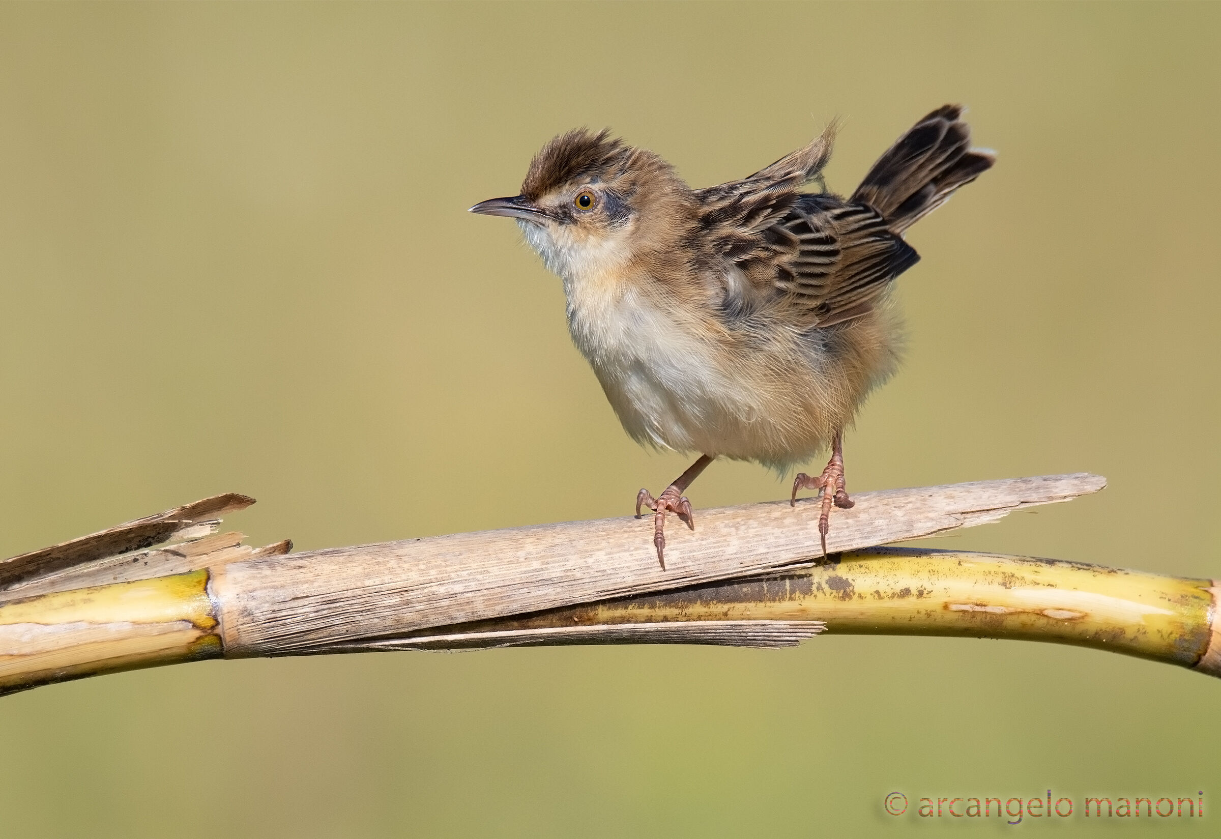 Beccamoschino ''mon amour''