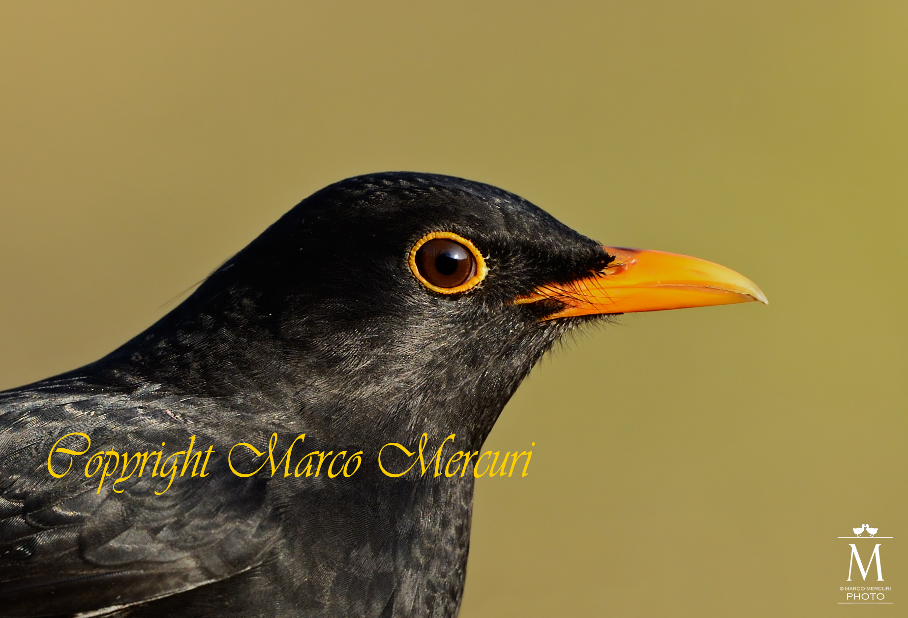 Portrait of Blackbird Male