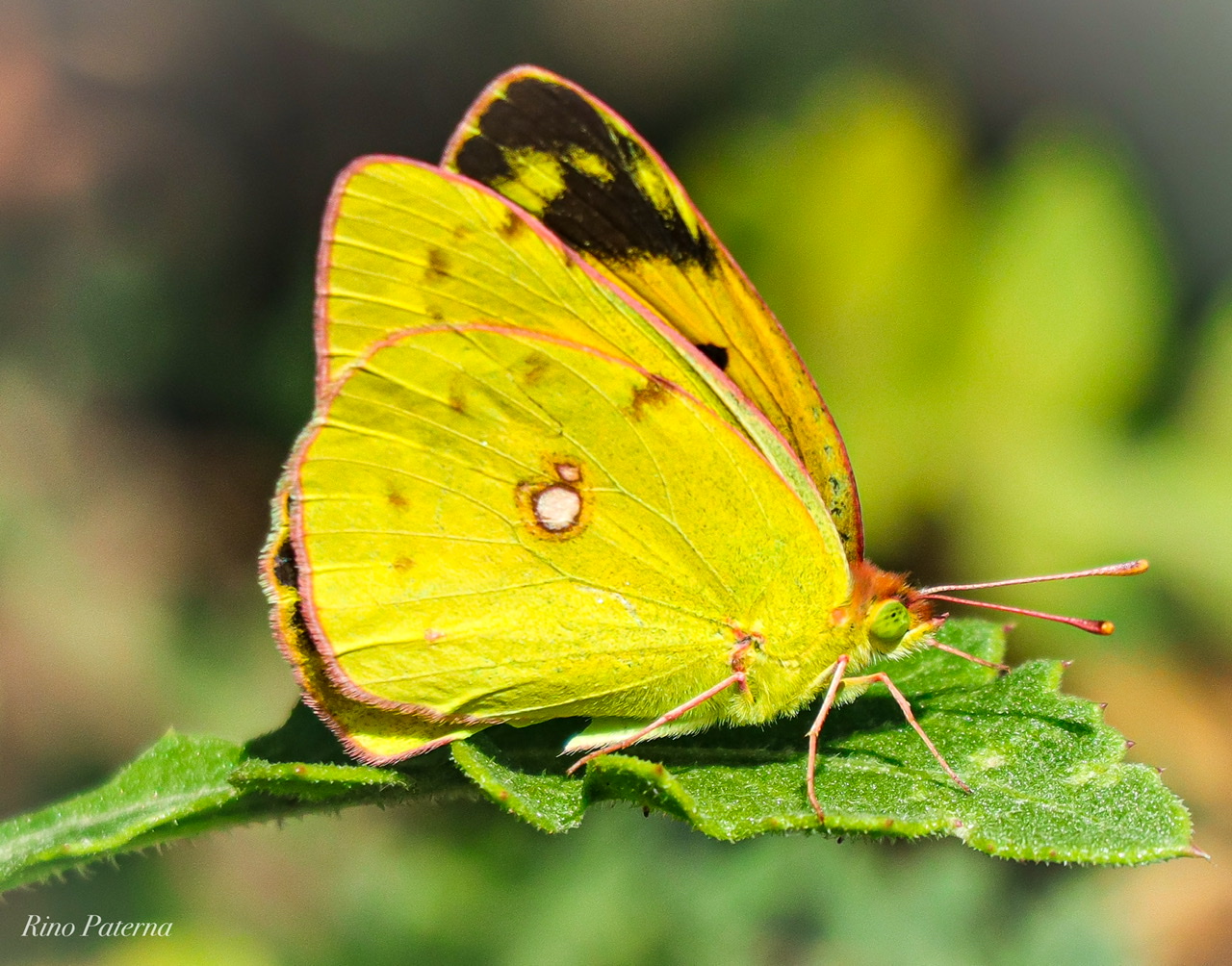 Cross Colias