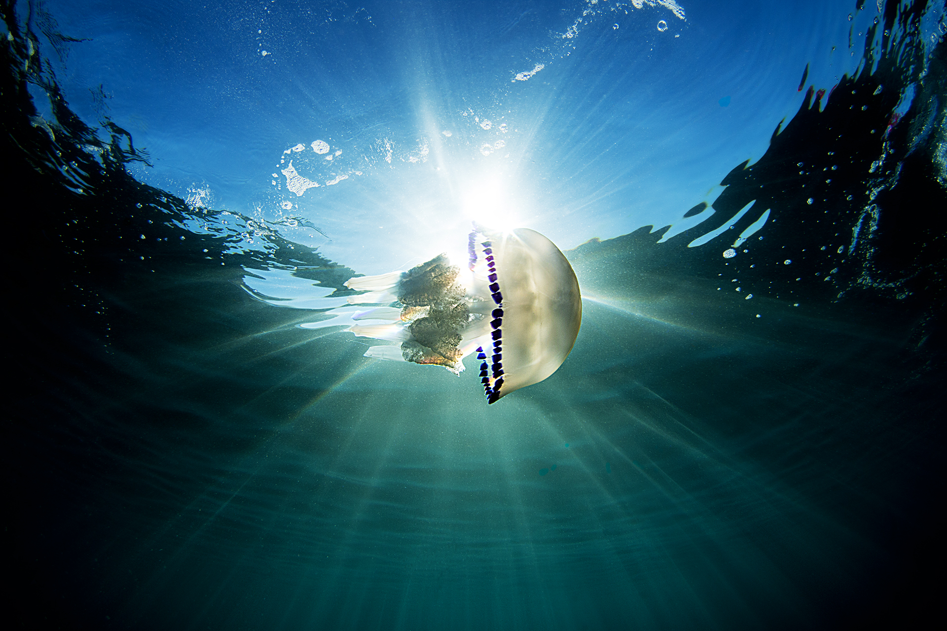 Rhizostoma pulmo (Polmone di mare)