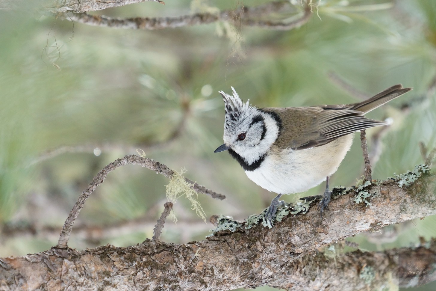 Cincia from the Tuft