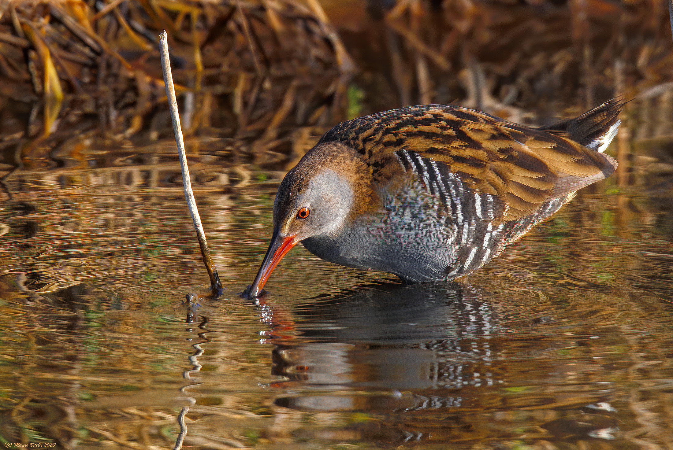 Porciglione (Rallus aquaticus)