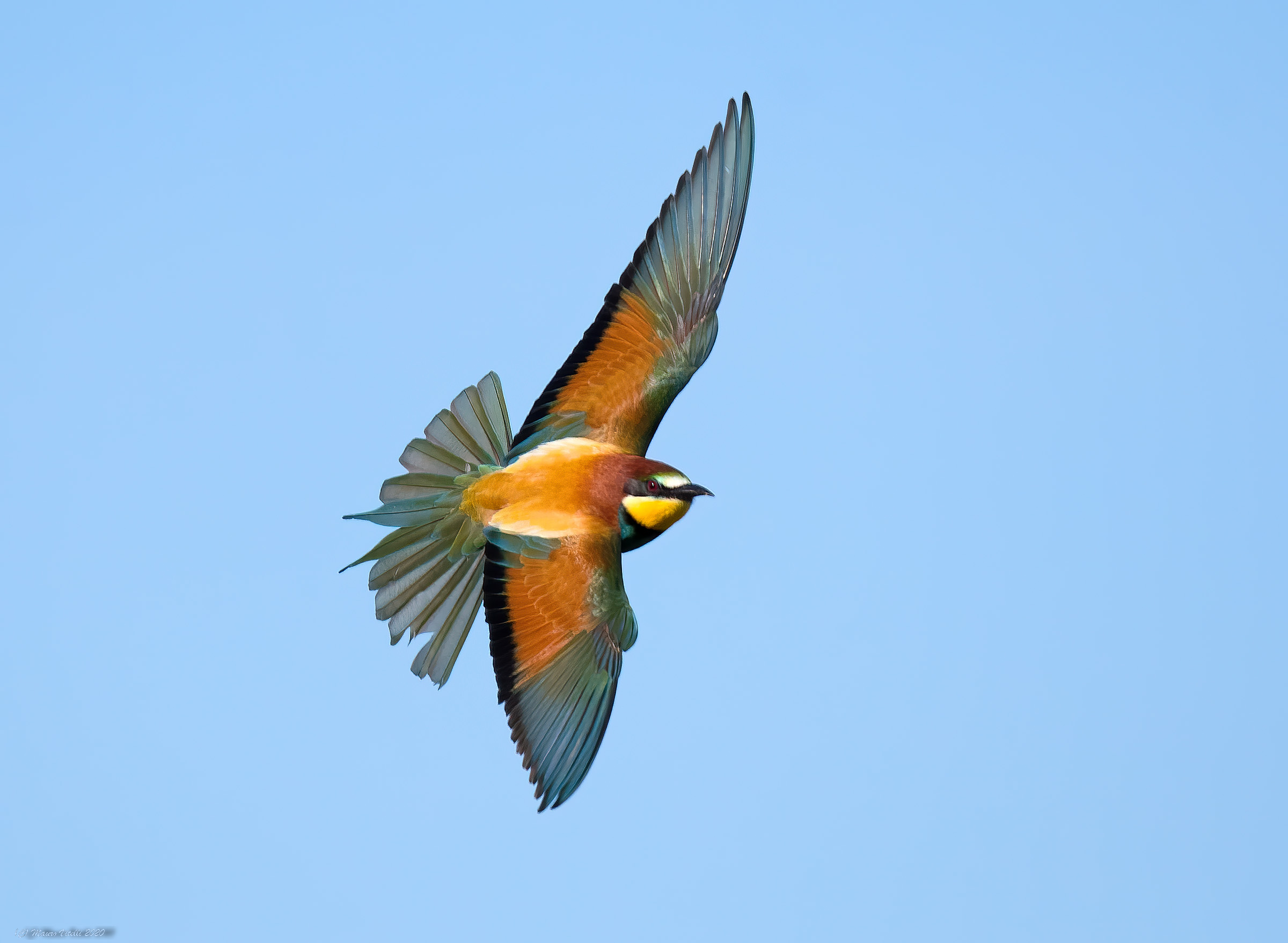 Crane (Merops apiaster)