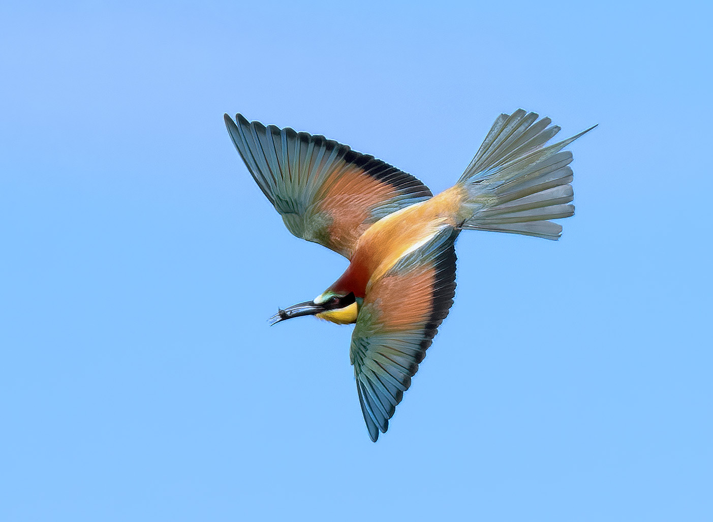Crane (Merops apiaster)